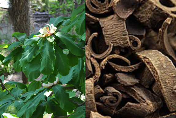Magnolia officinalis