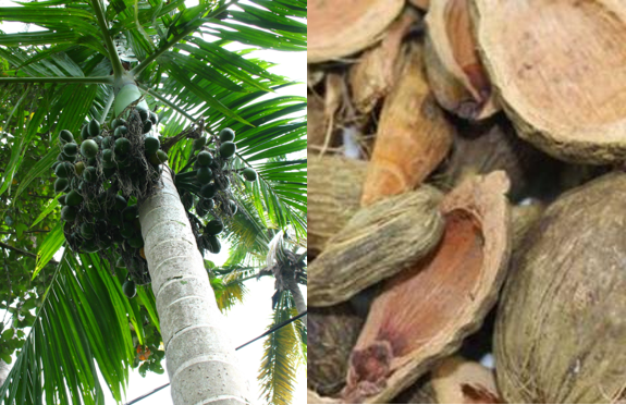 Areca catechu