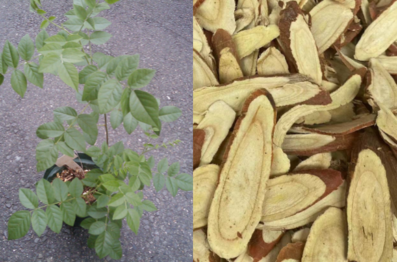 Glycyrrhiza uralensis