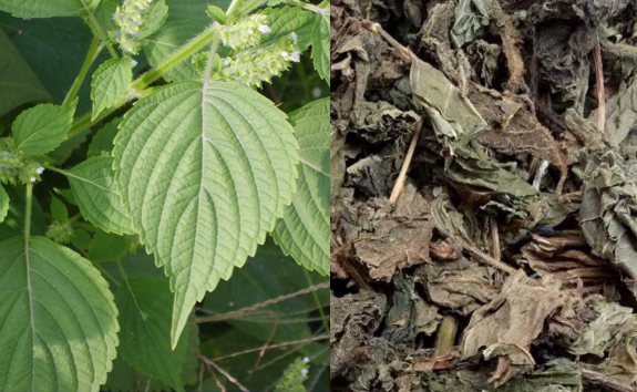 Perilla frutescens