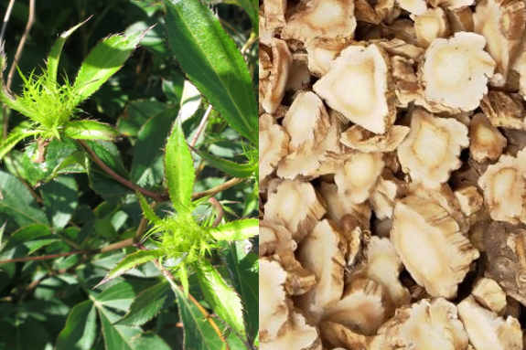 Atractylodes lancea