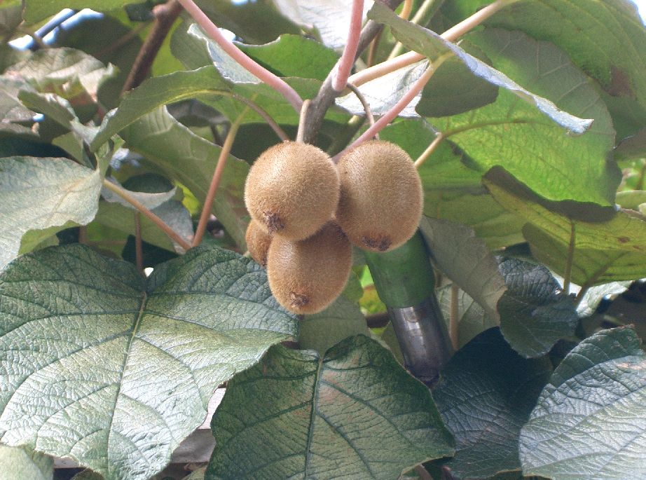 Actinidia_chinensis