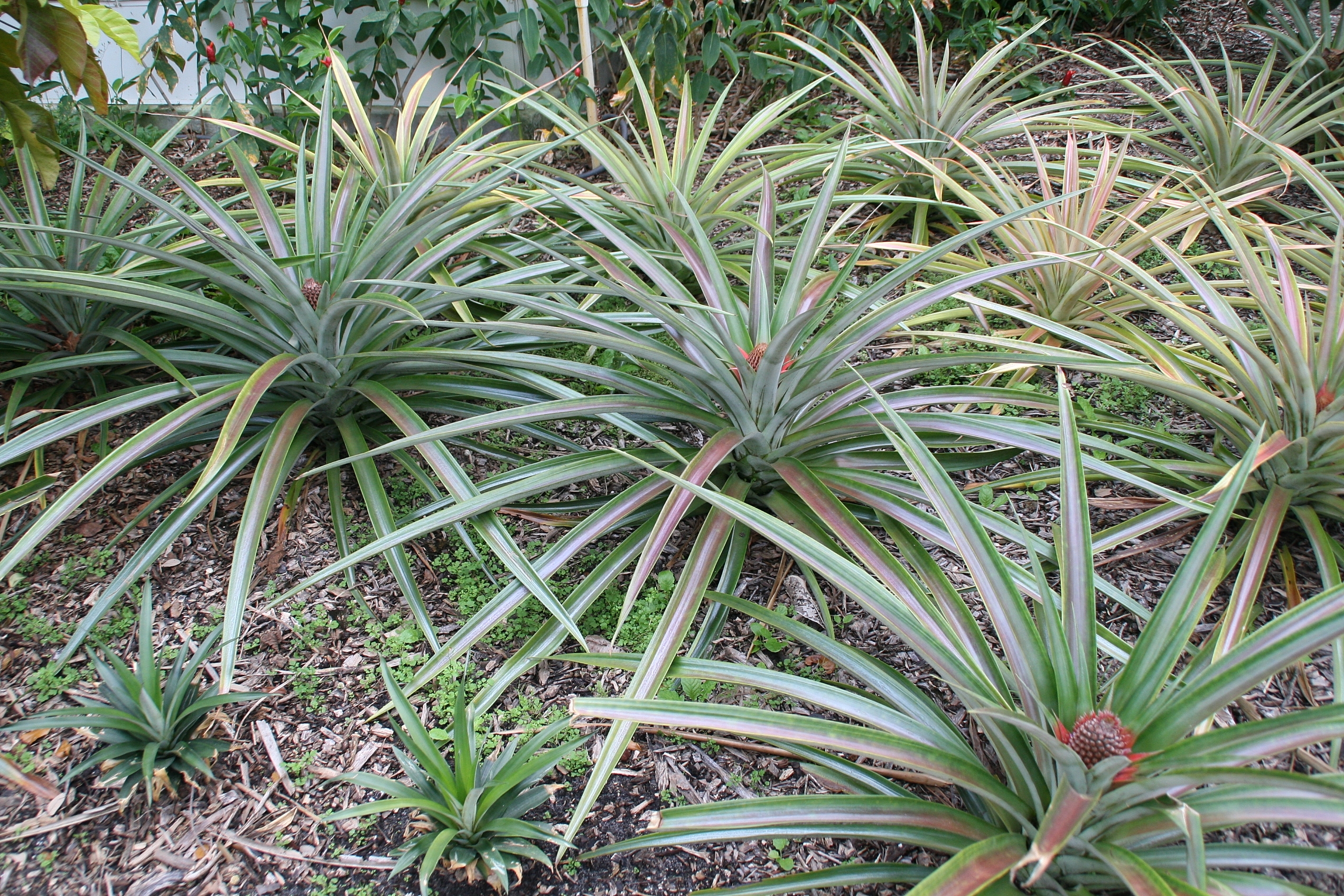 Ananas_comosus