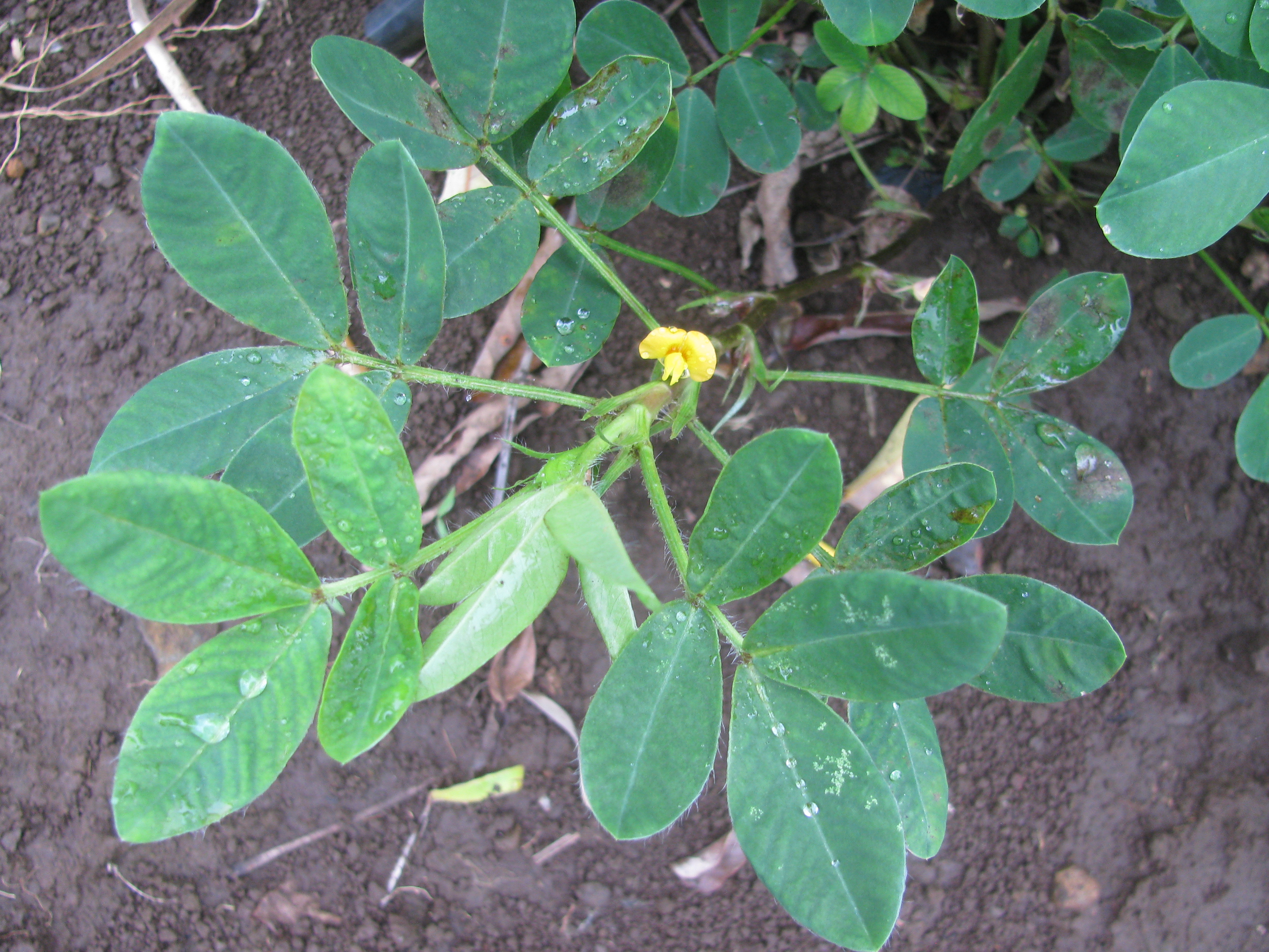 Arachis_hypogaea