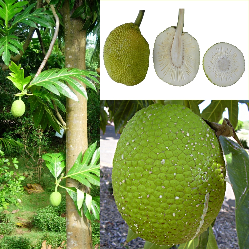 Artocarpus_altilis