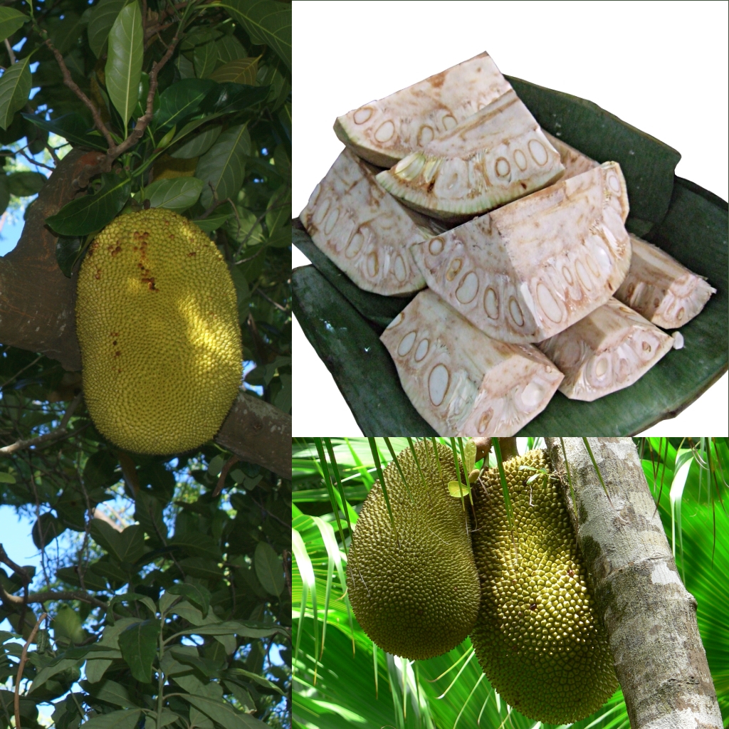 Artocarpus_heterophyllus