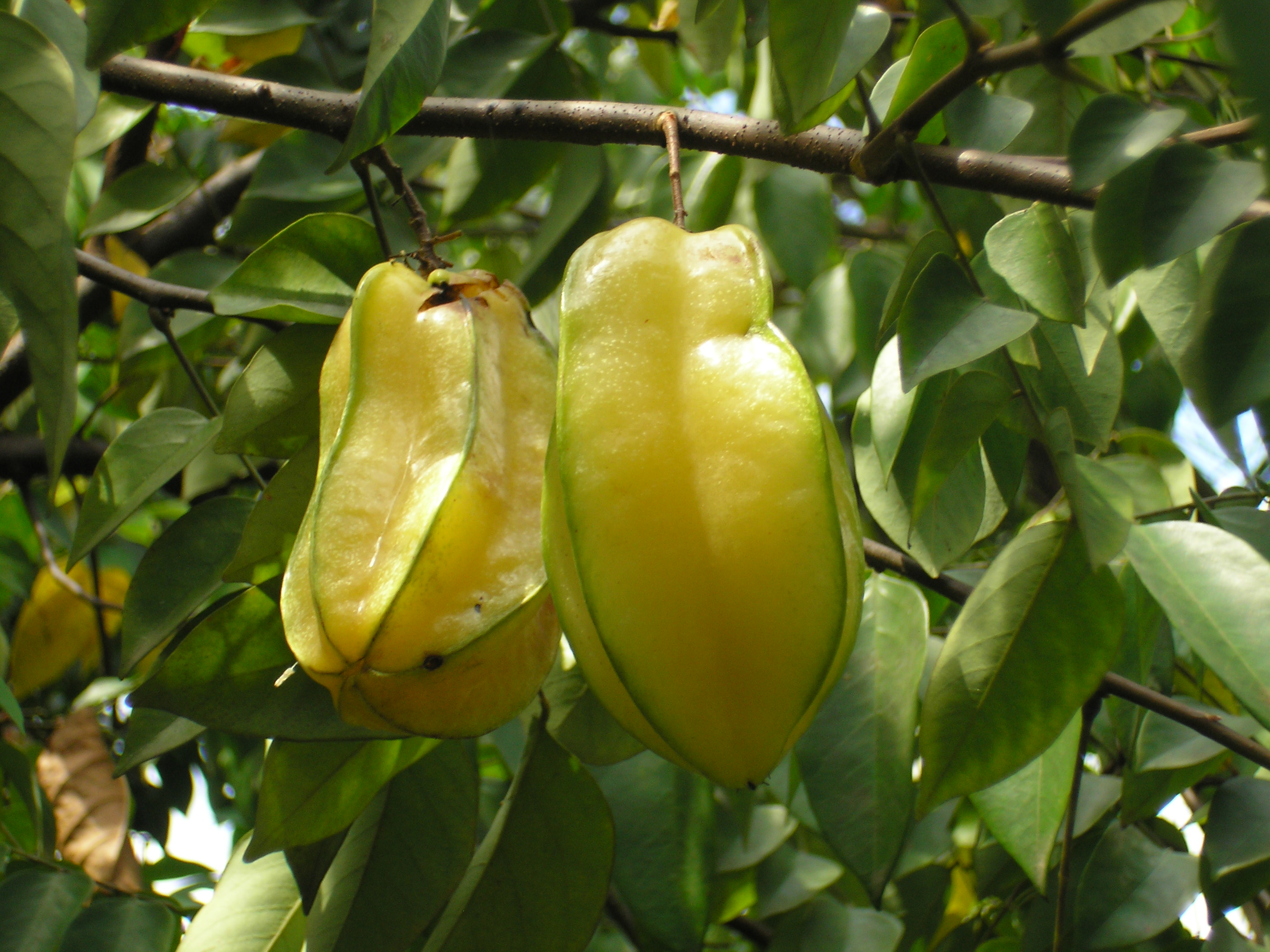 Averrhoa_carambola