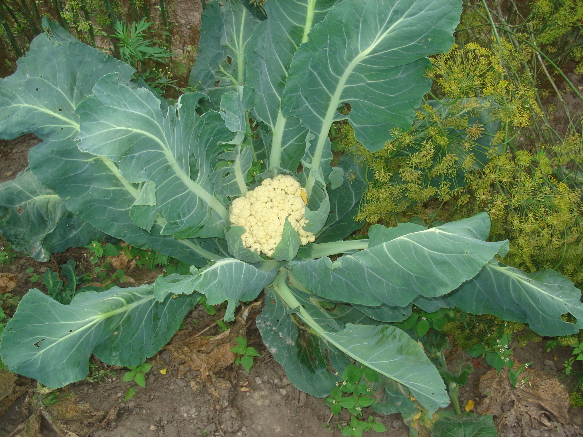 Brassica_oleracea_var._botrytis