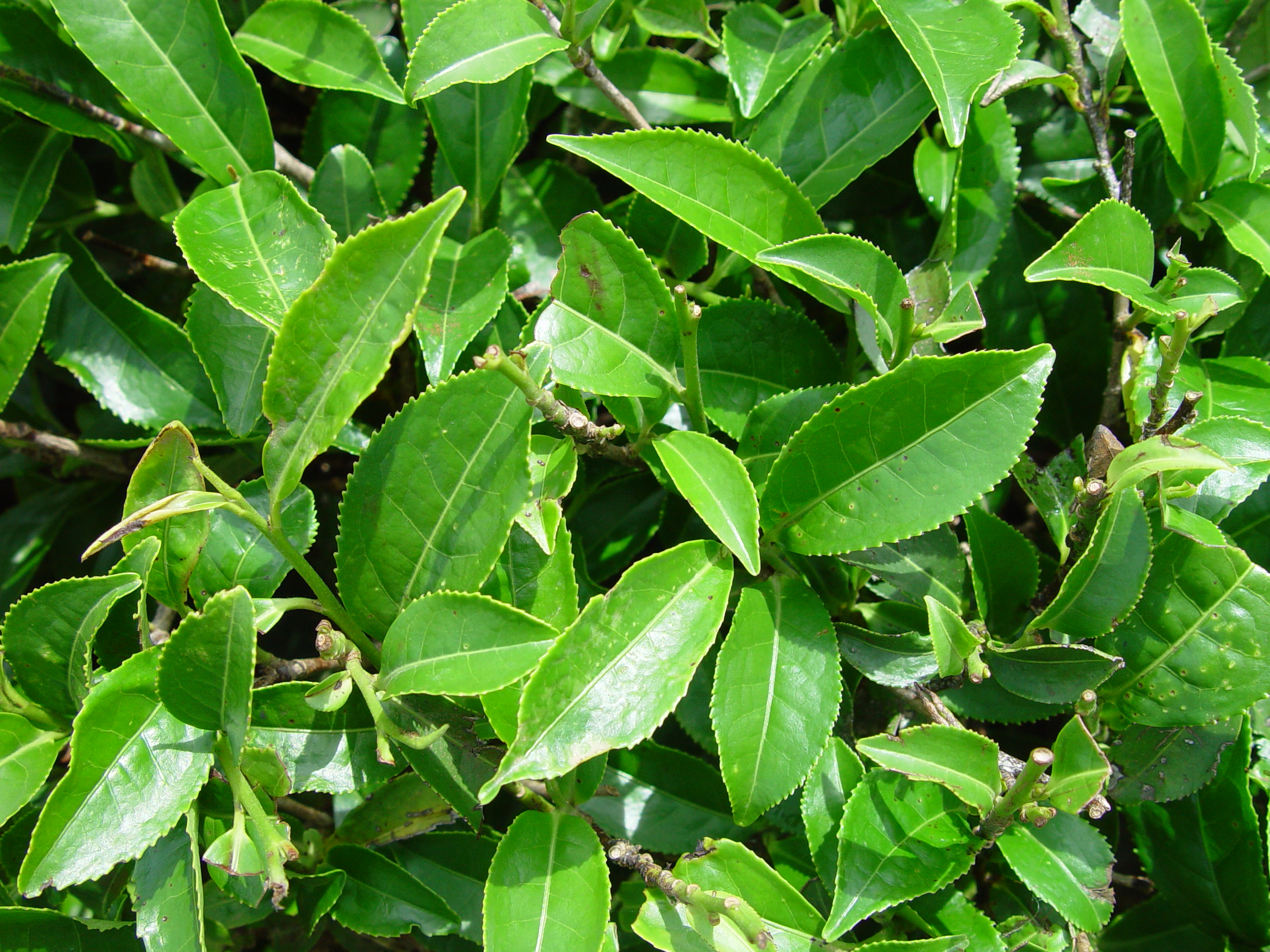 Camellia_sinensis