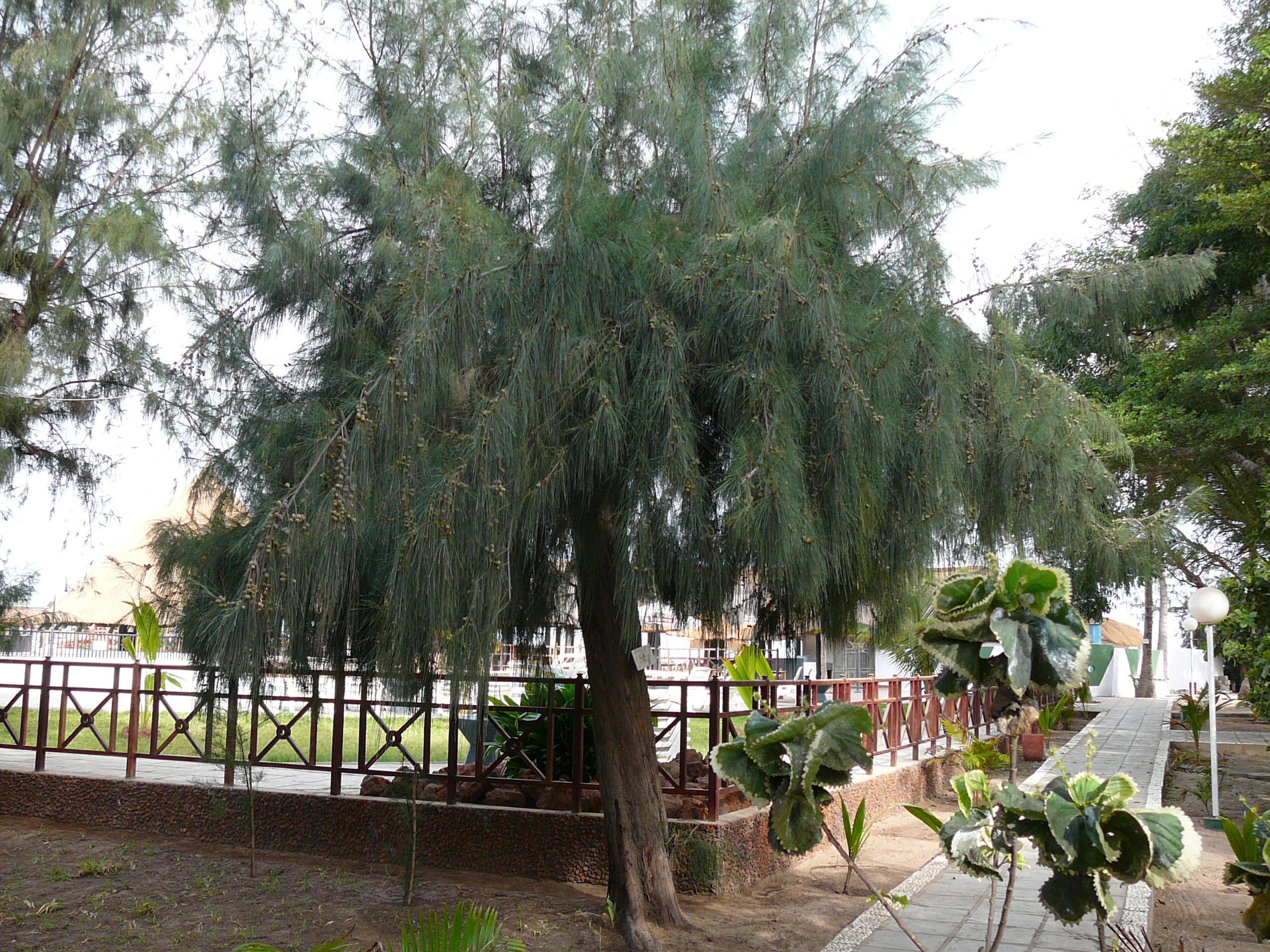 Casuarina_equisetifolia