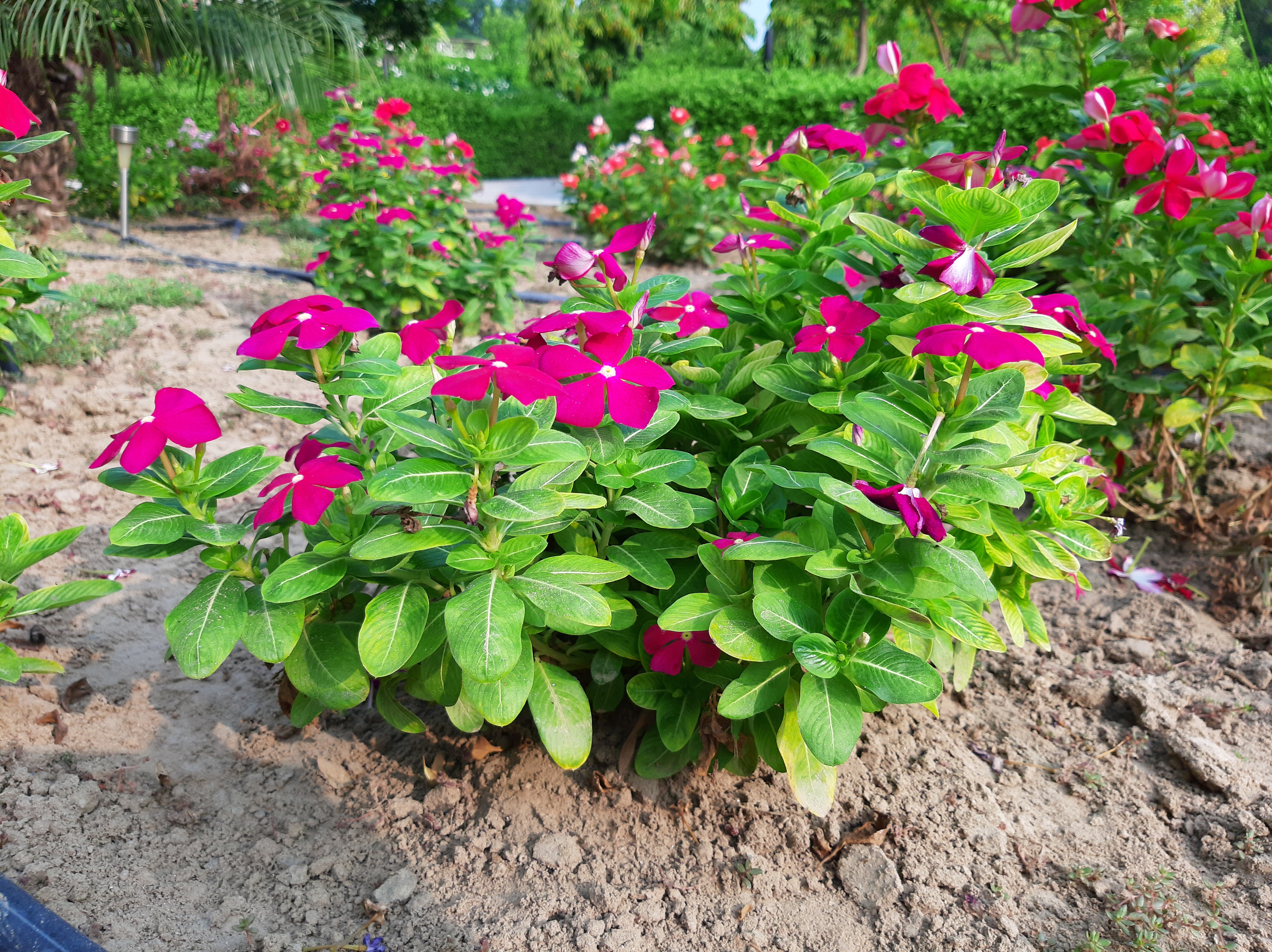 Catharanthus_roseus