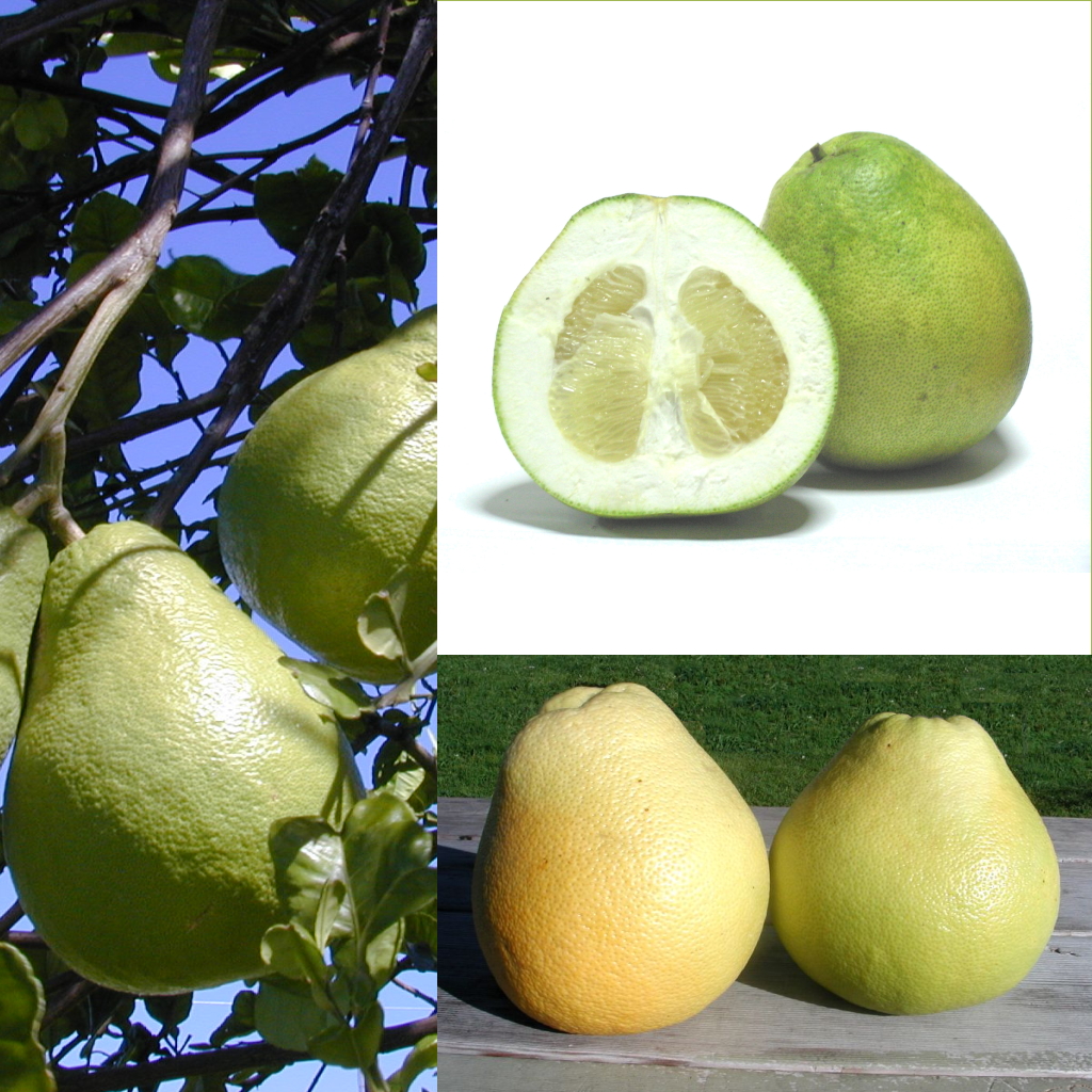 Citrus_grandis