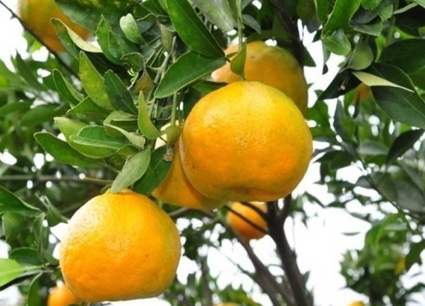 Citrus_reticulata