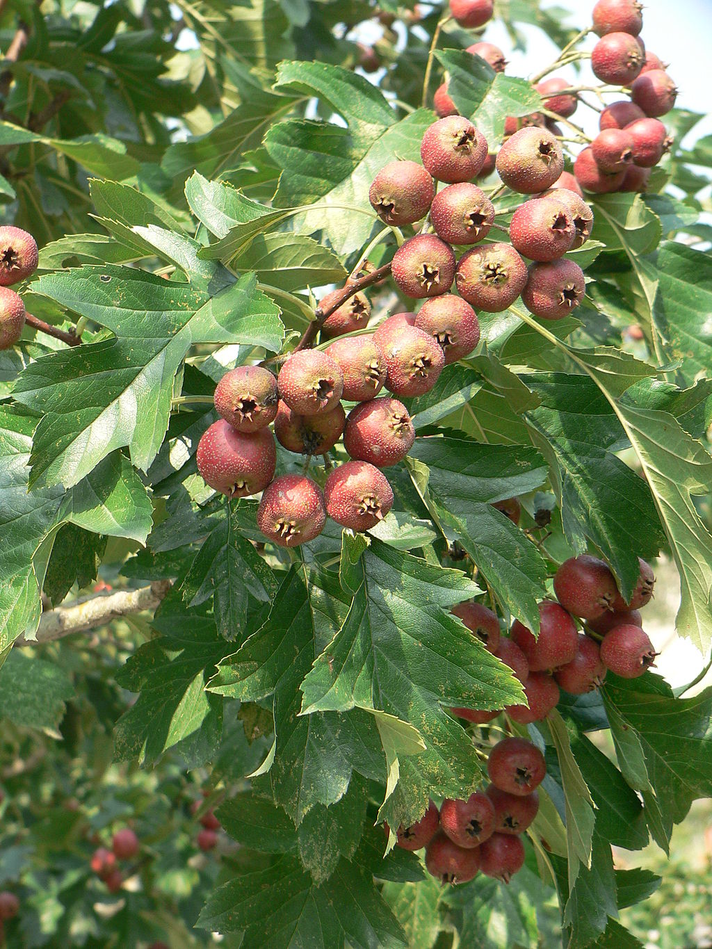 Crataegus_pinnatifida