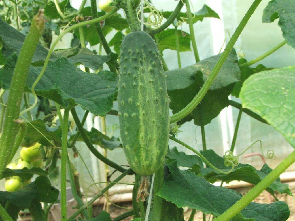 Cucumis_sativus