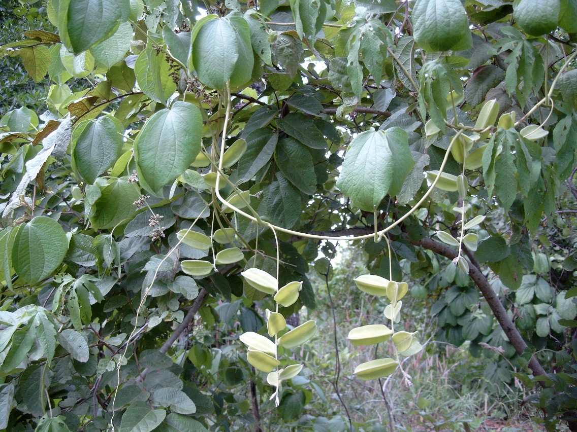 Dioscorea_dumetorum