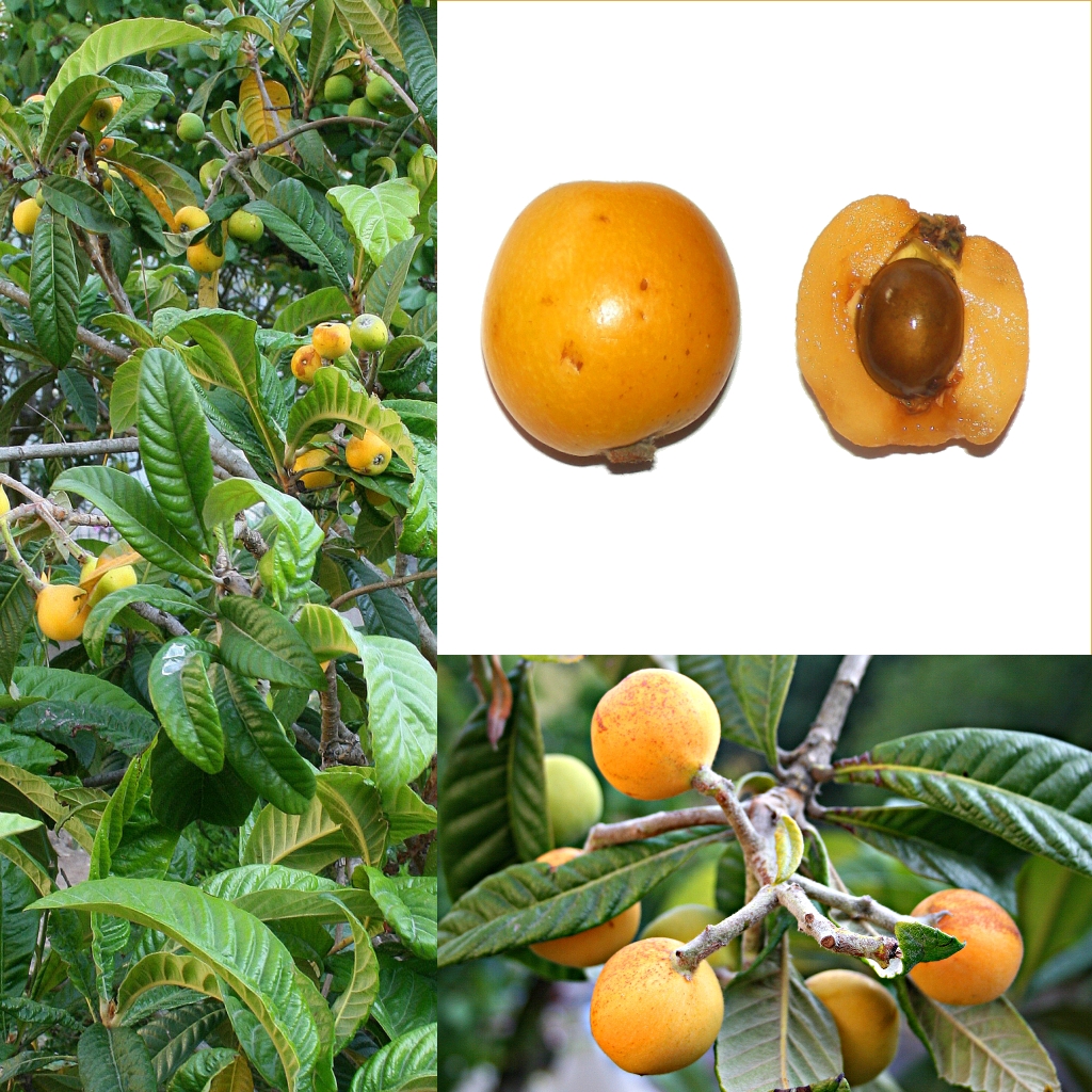 Eriobotrya_japonica