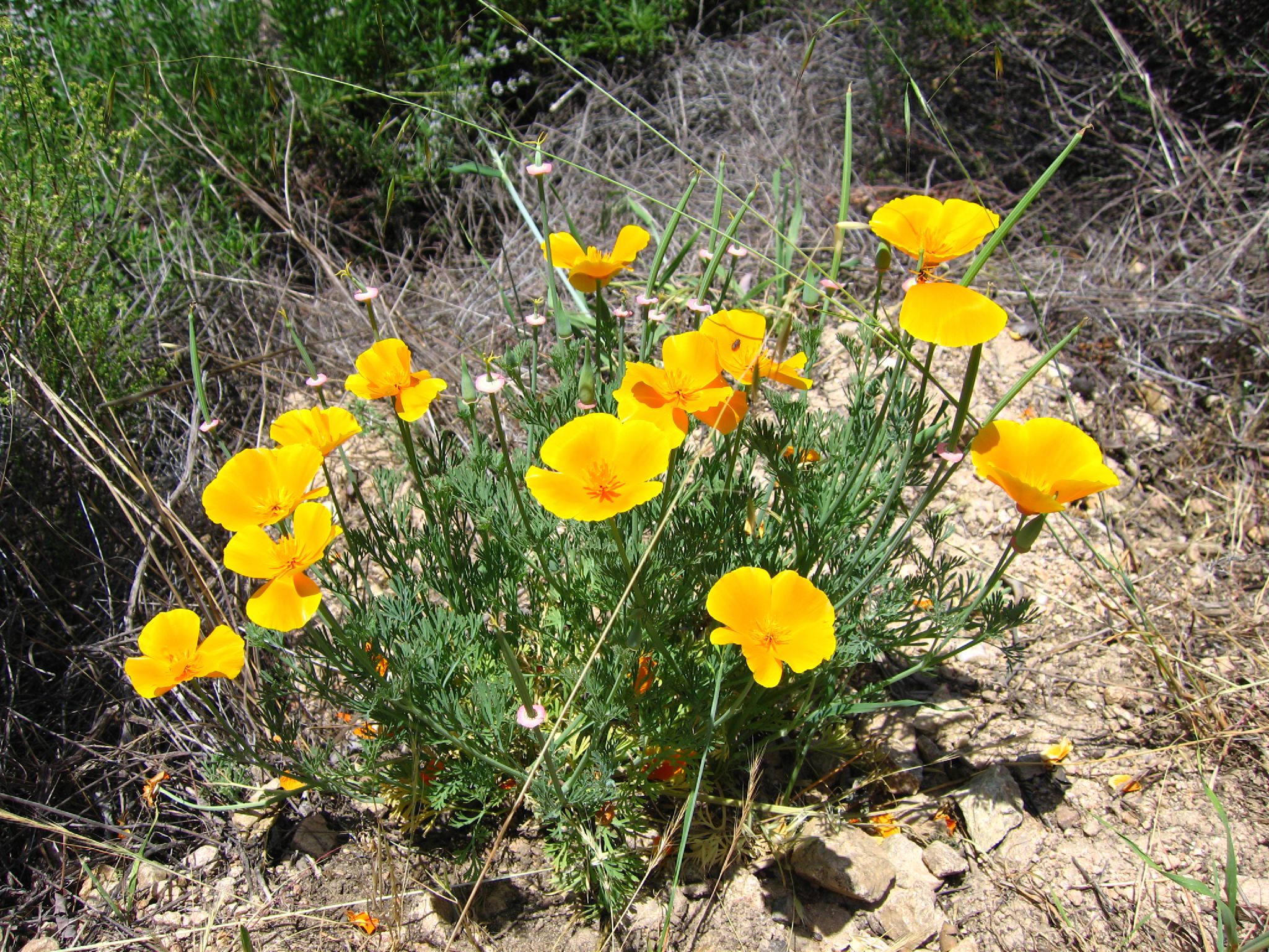 Eschscholzia_californica