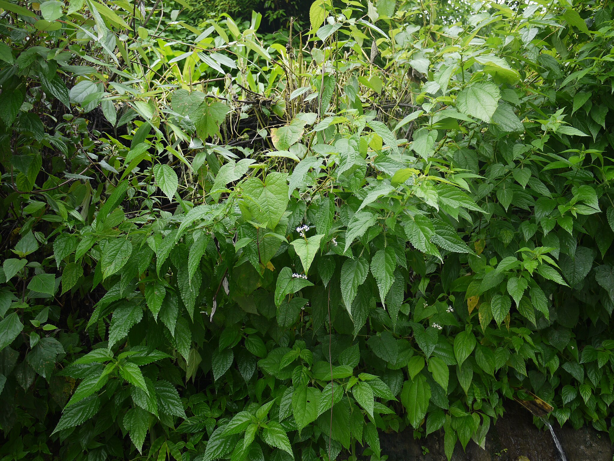 Fagopyrum_dibotrys