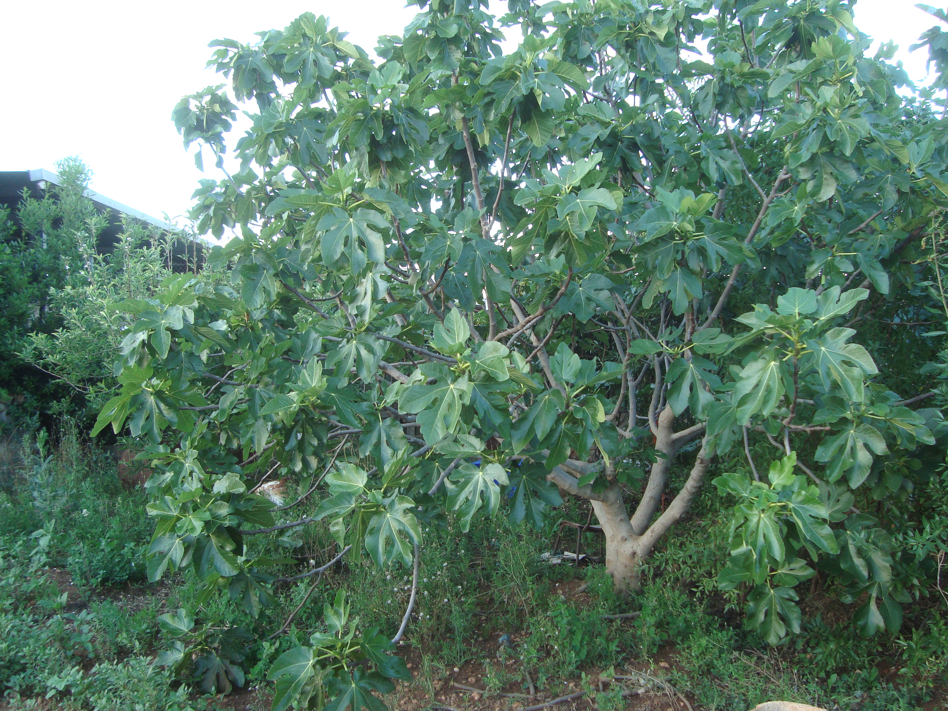 Ficus_carica