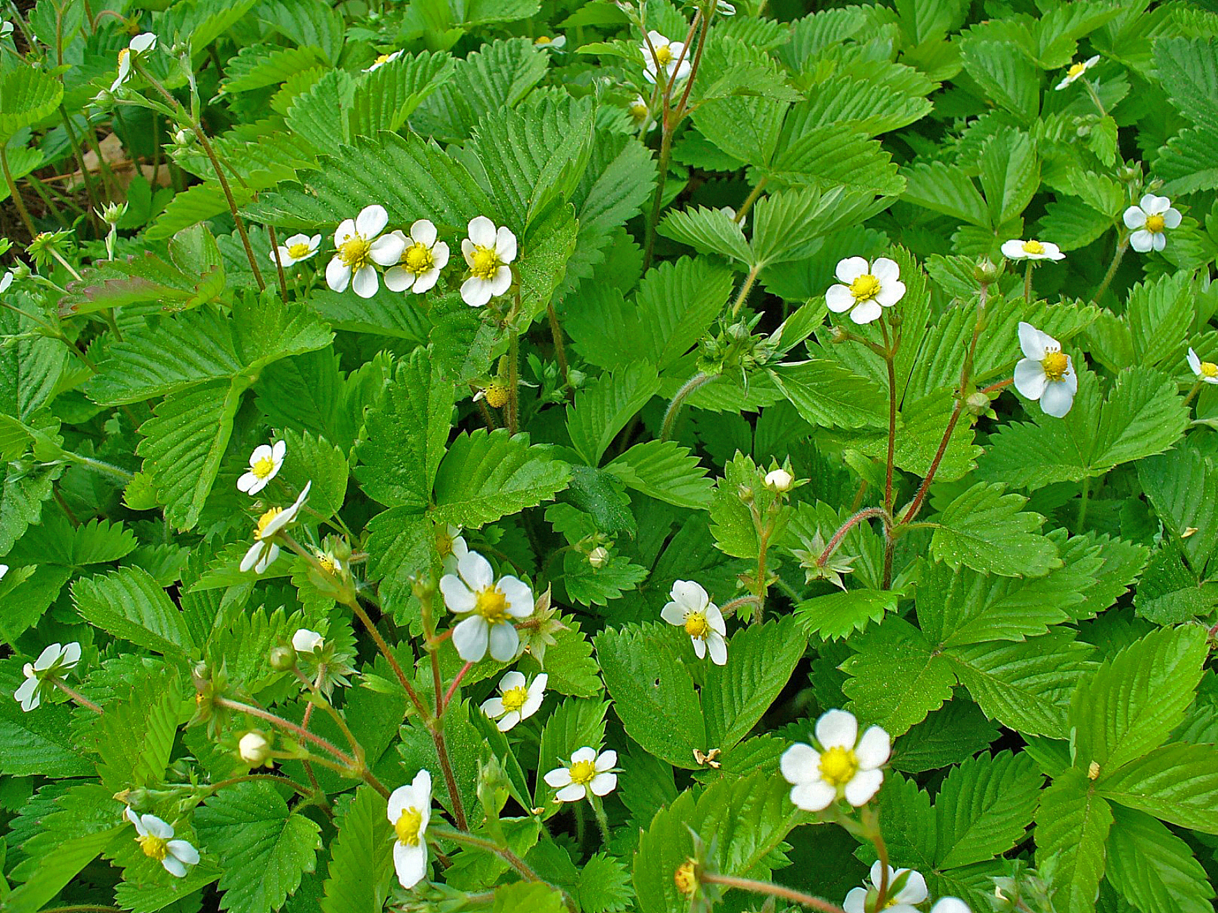 Fragaria_vesca