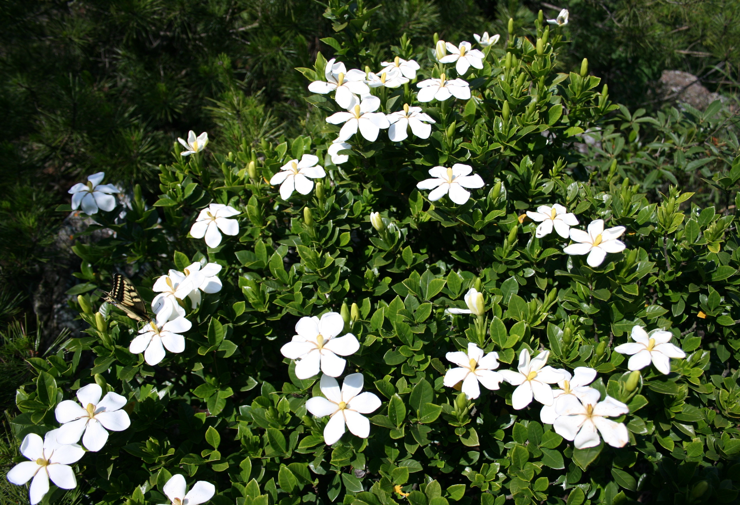 Gardenia_jasminoides