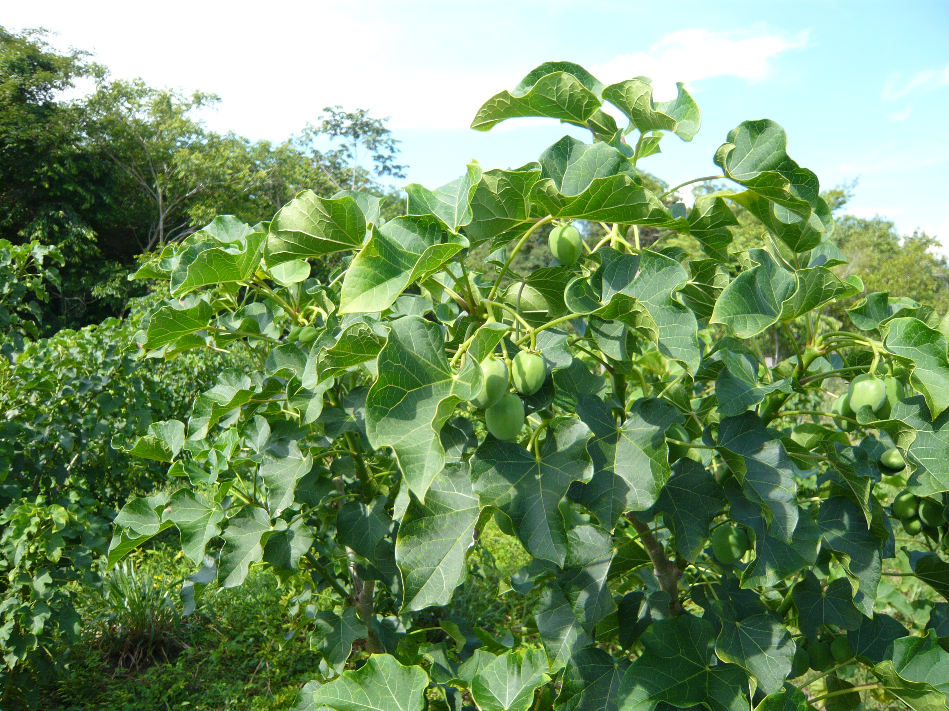 Jatropha_curcas