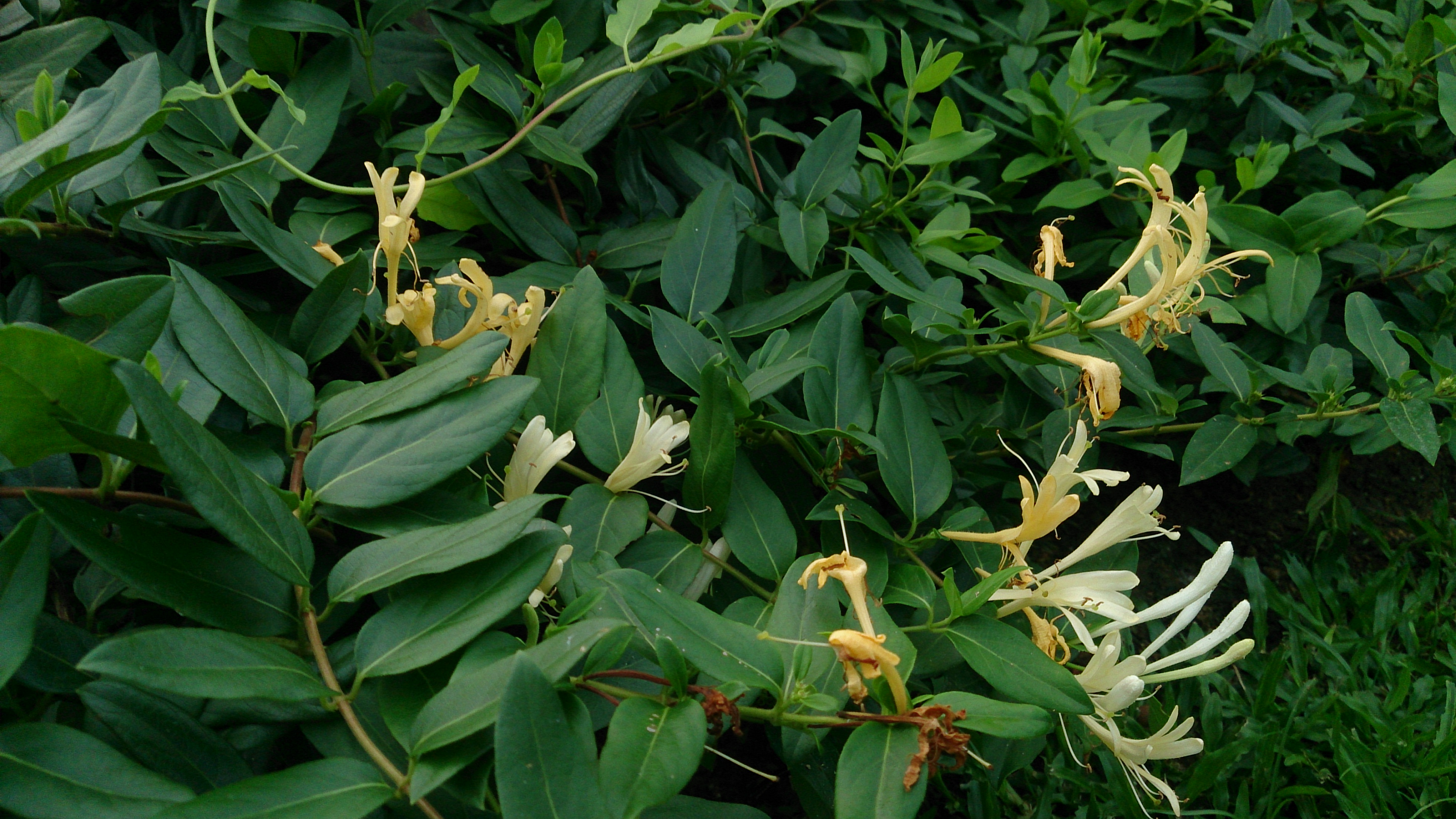 Lonicera_japonica