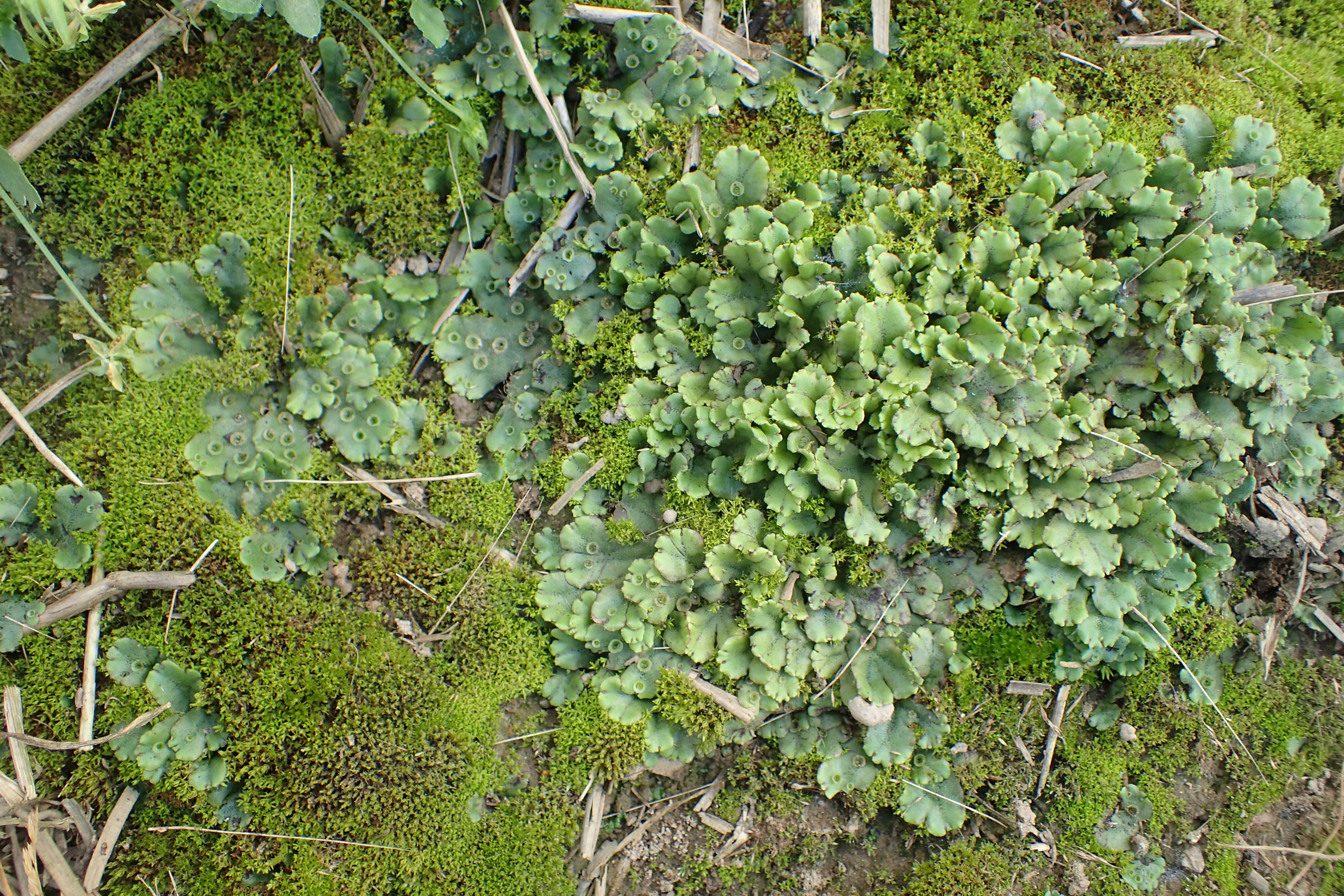 Marchantia_polymorpha