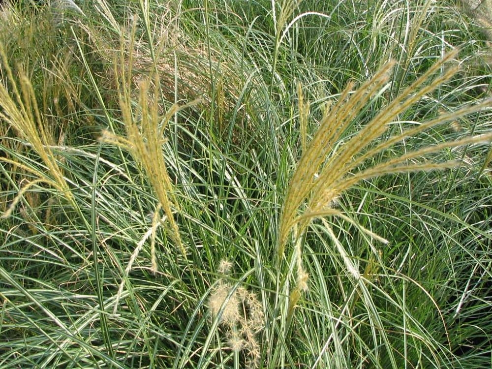 Miscanthus_sinensis