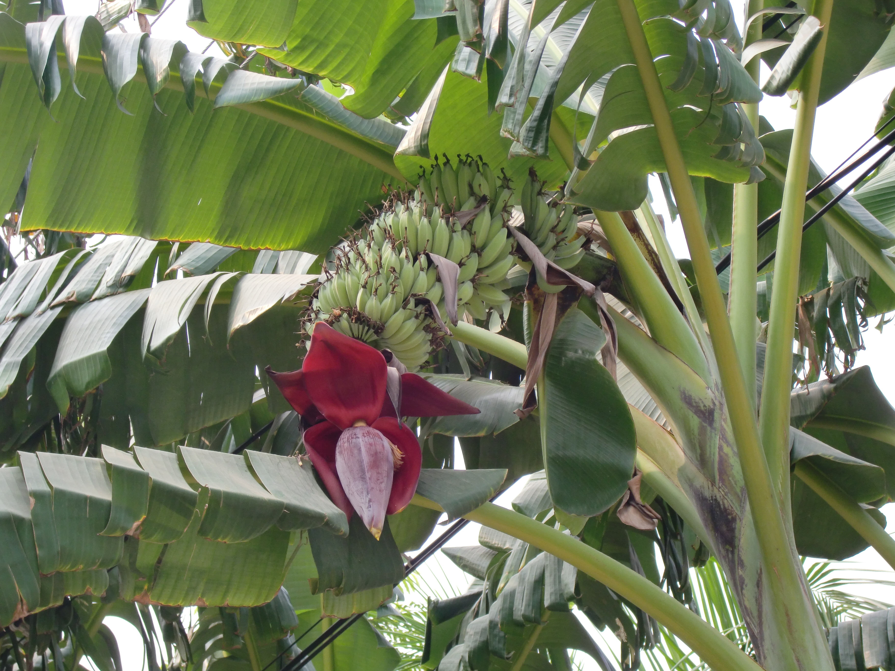 Musa_acuminata