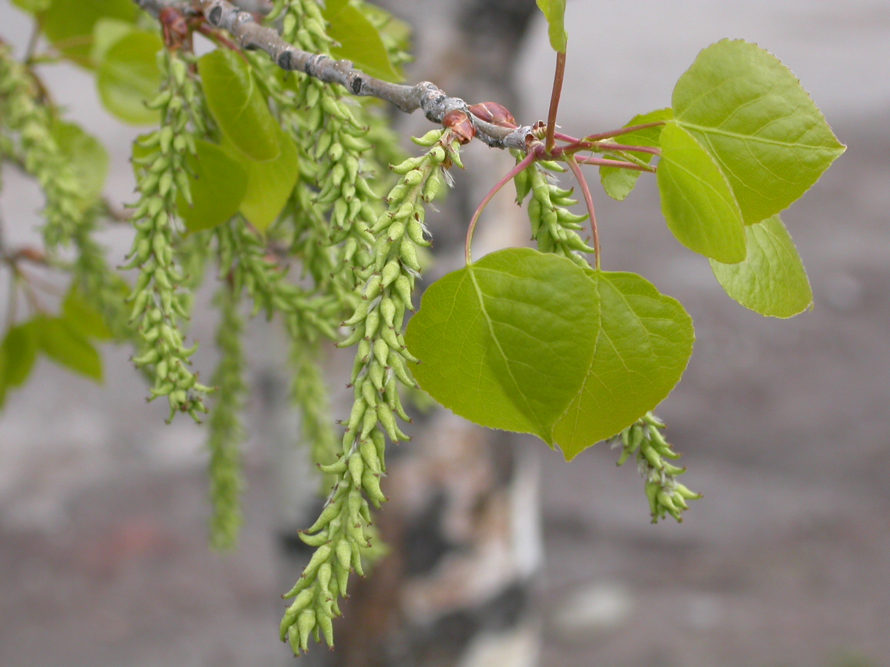 Populus_tremuloides