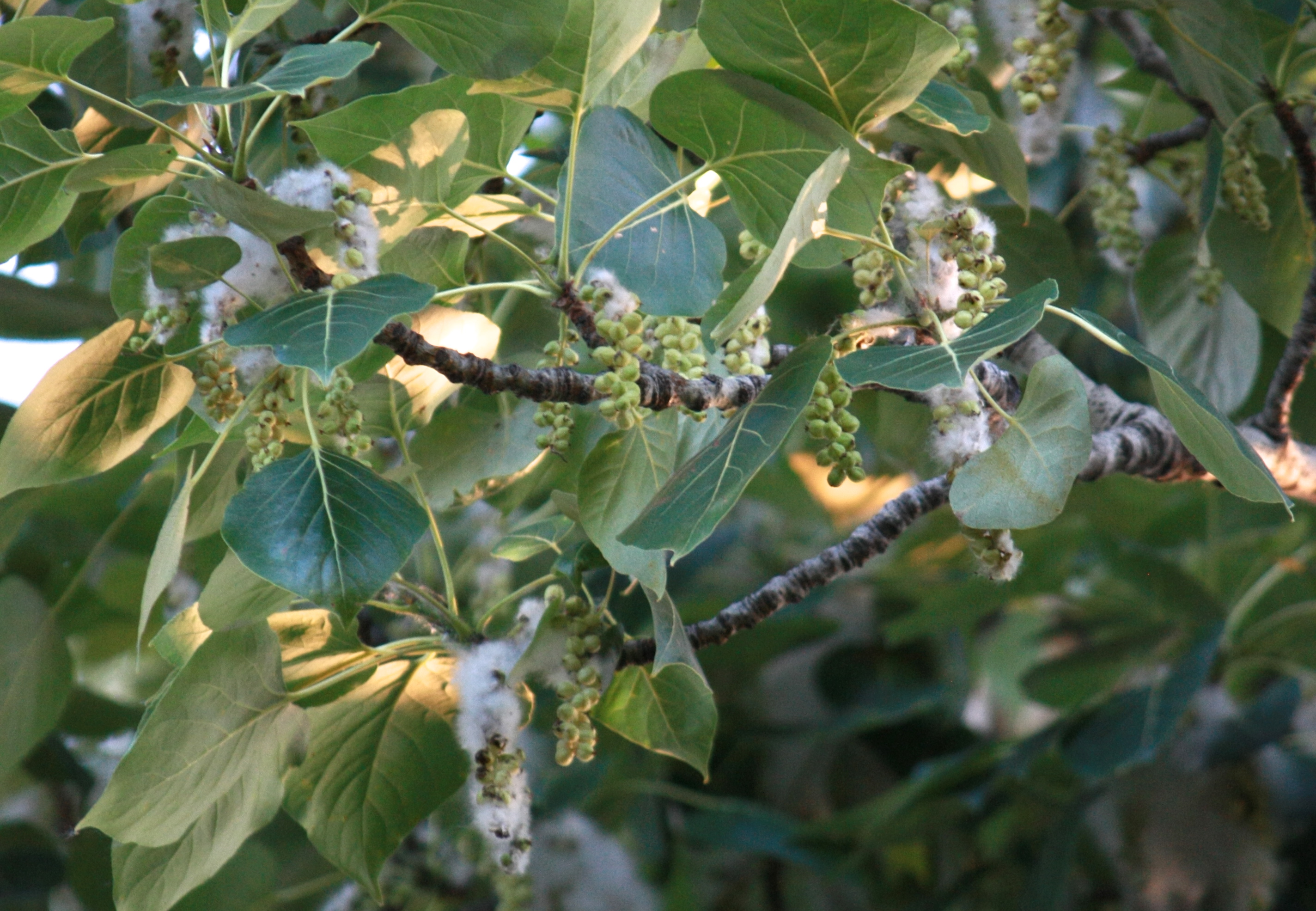 Populus_trichocarpa