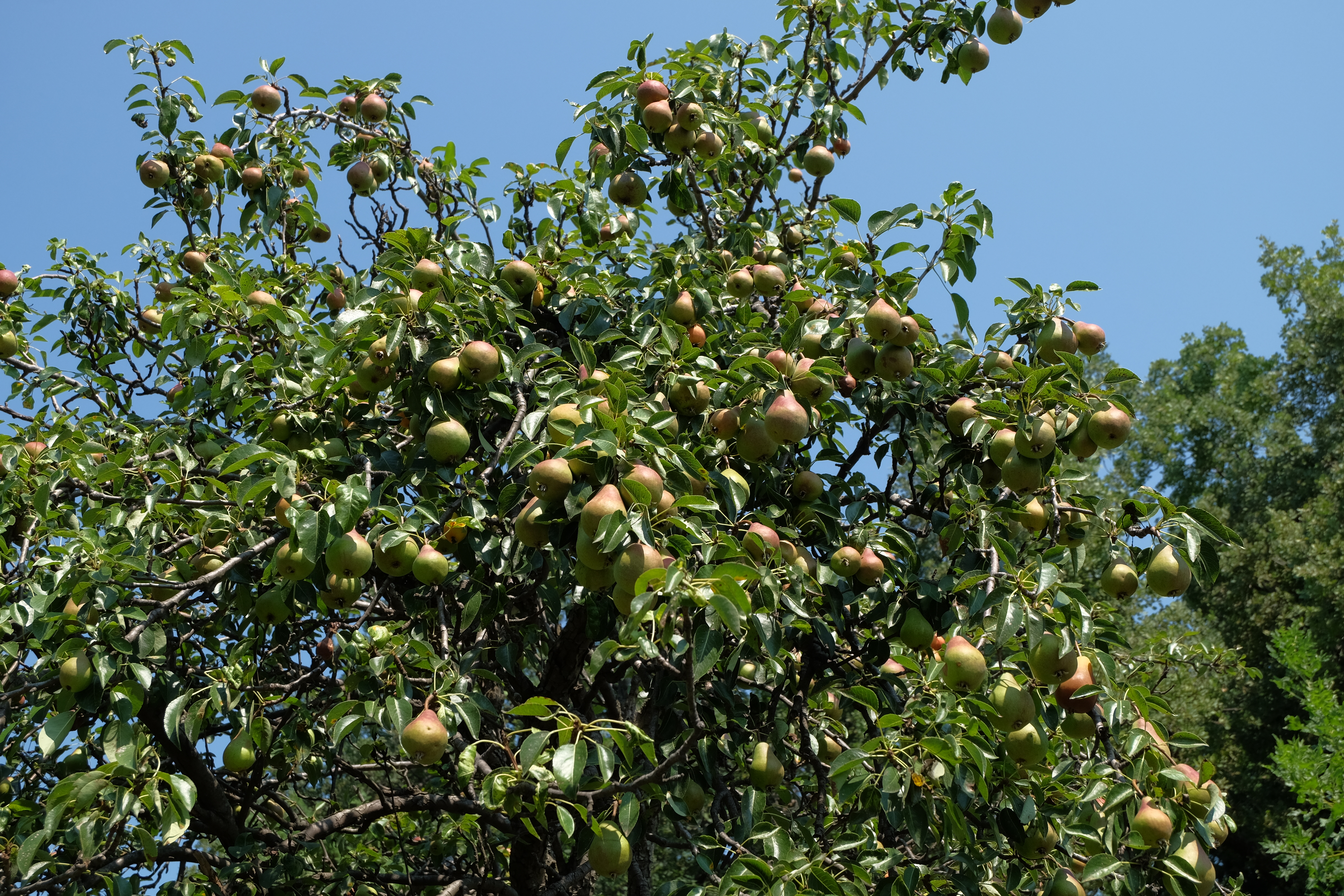 Pyrus_communis