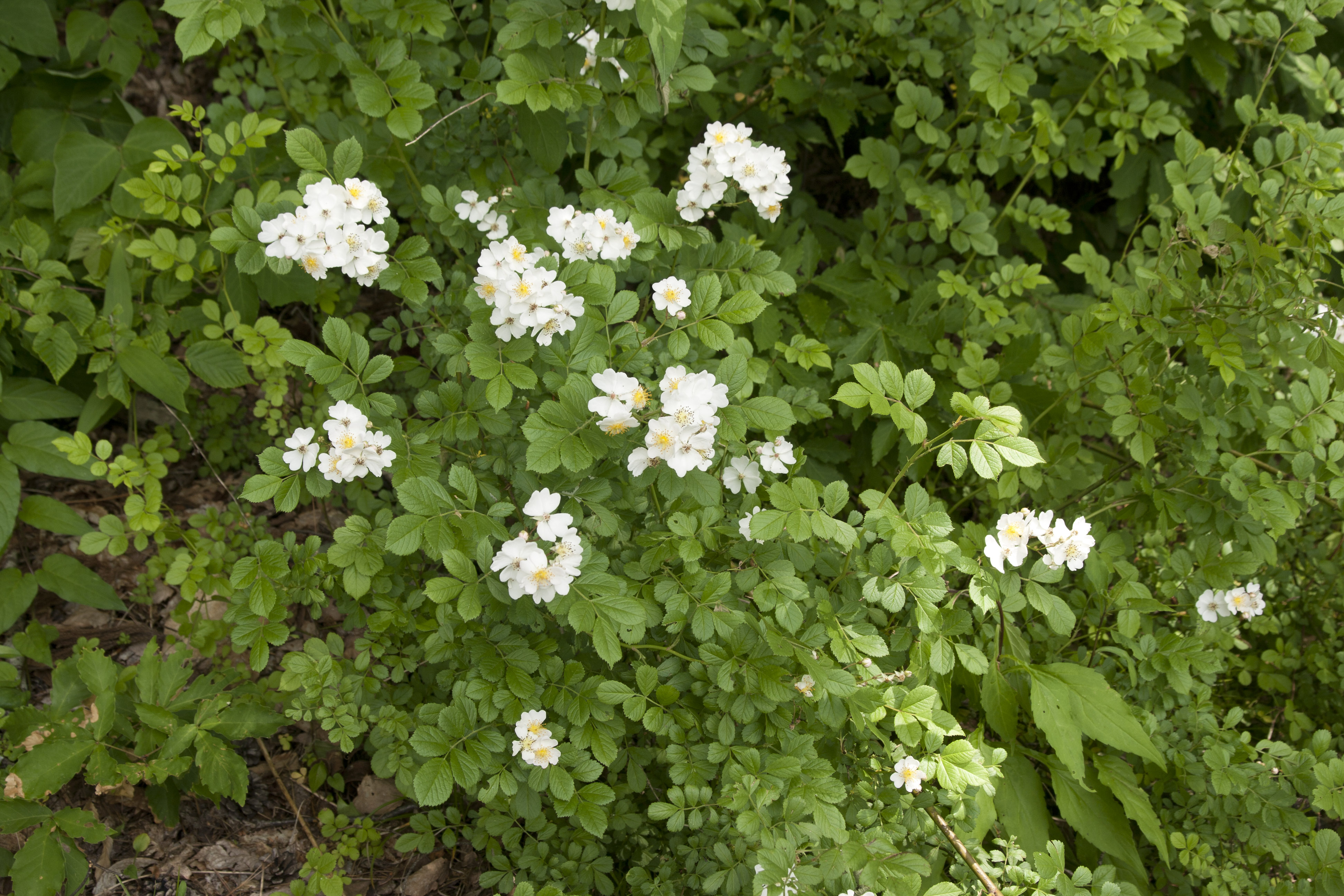 Rosa_multiflora