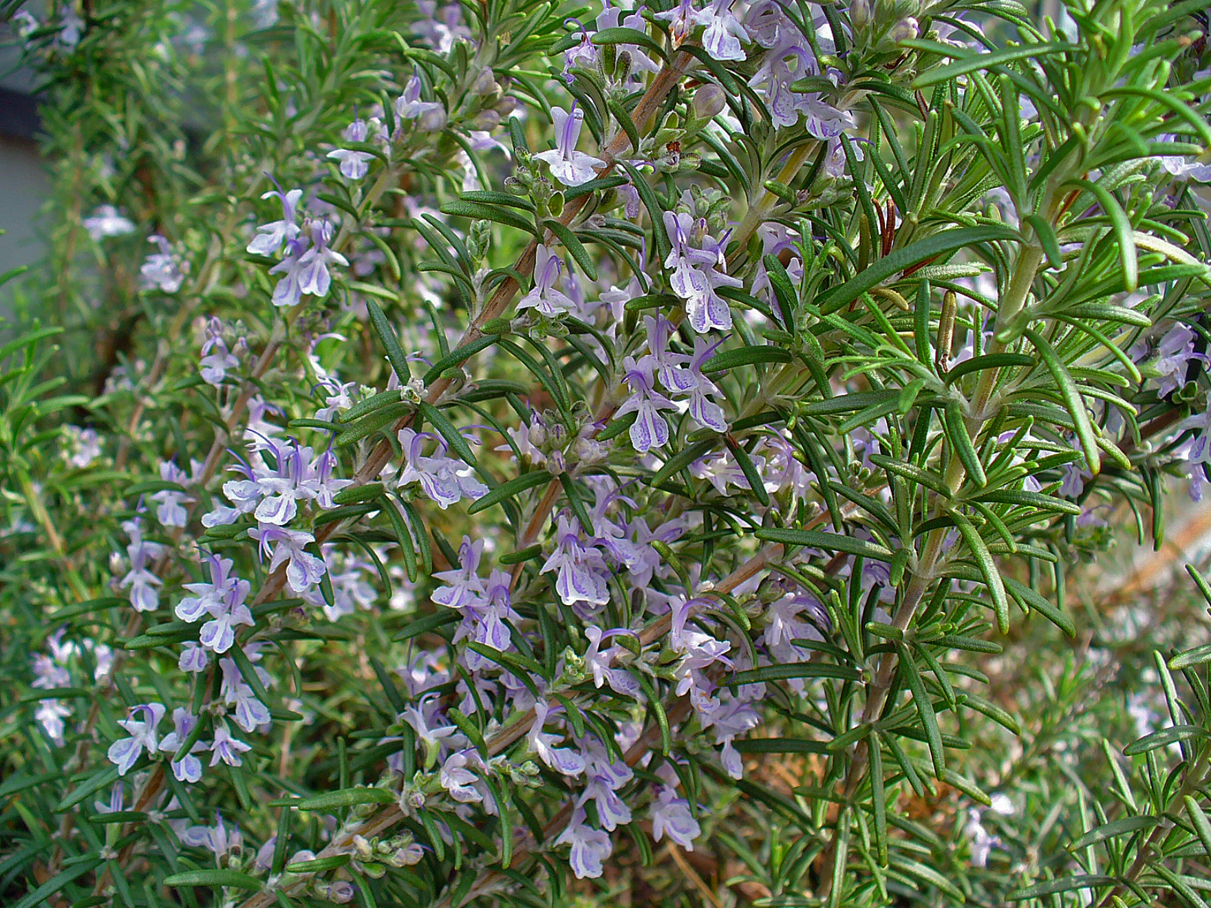 Rosmarinus_officinalis