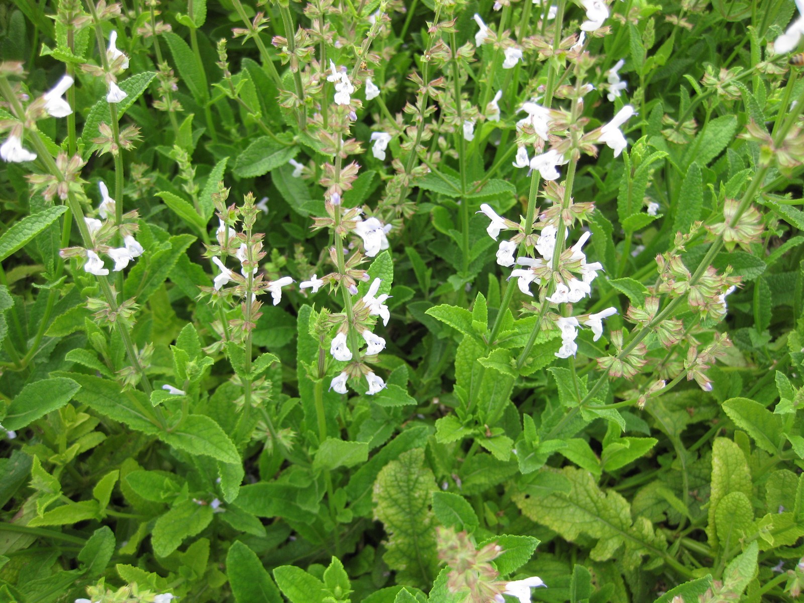 Salvia_miltiorrhiza