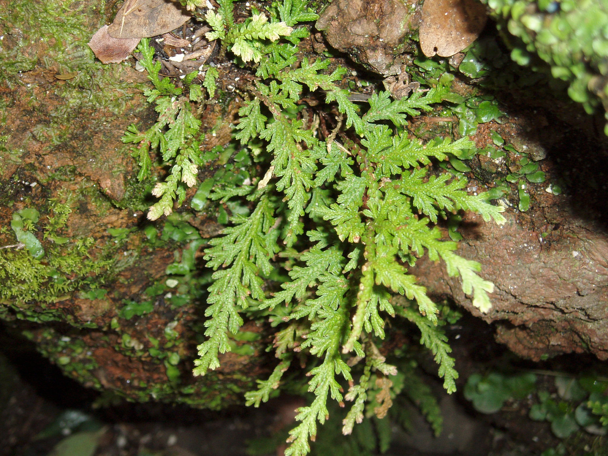 Selaginella_moellendorffii