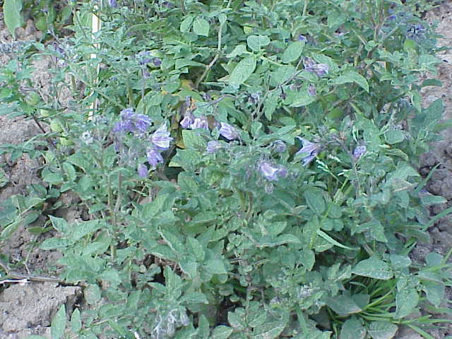 Solanum_chacoense