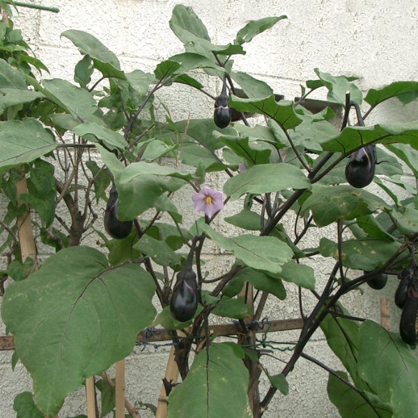 Solanum_melongena