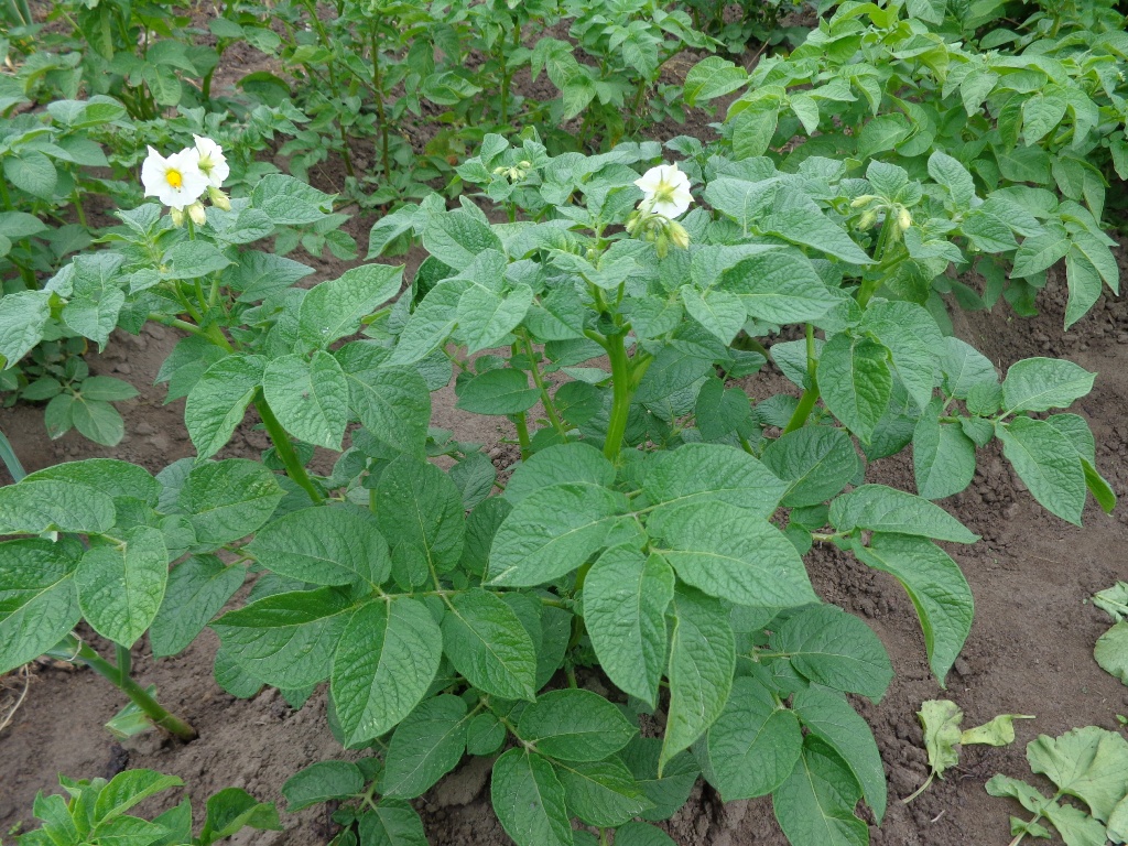 Solanum_tuberosum