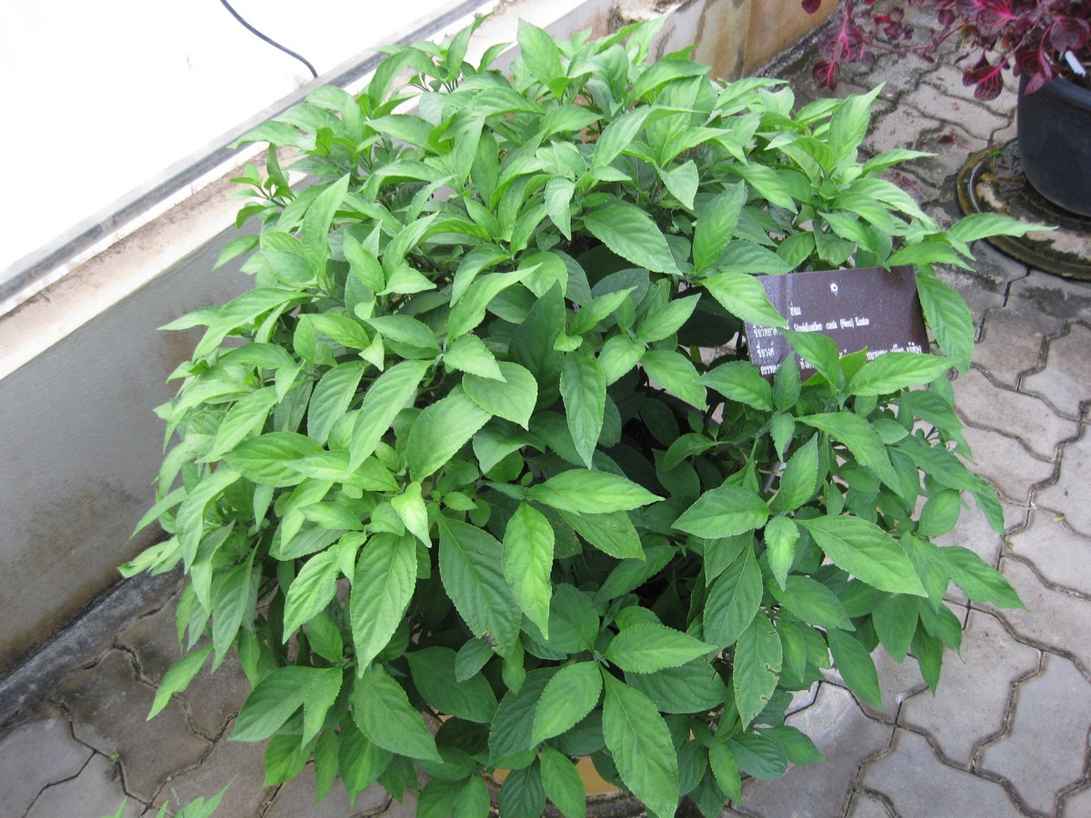 Strobilanthes_cusia