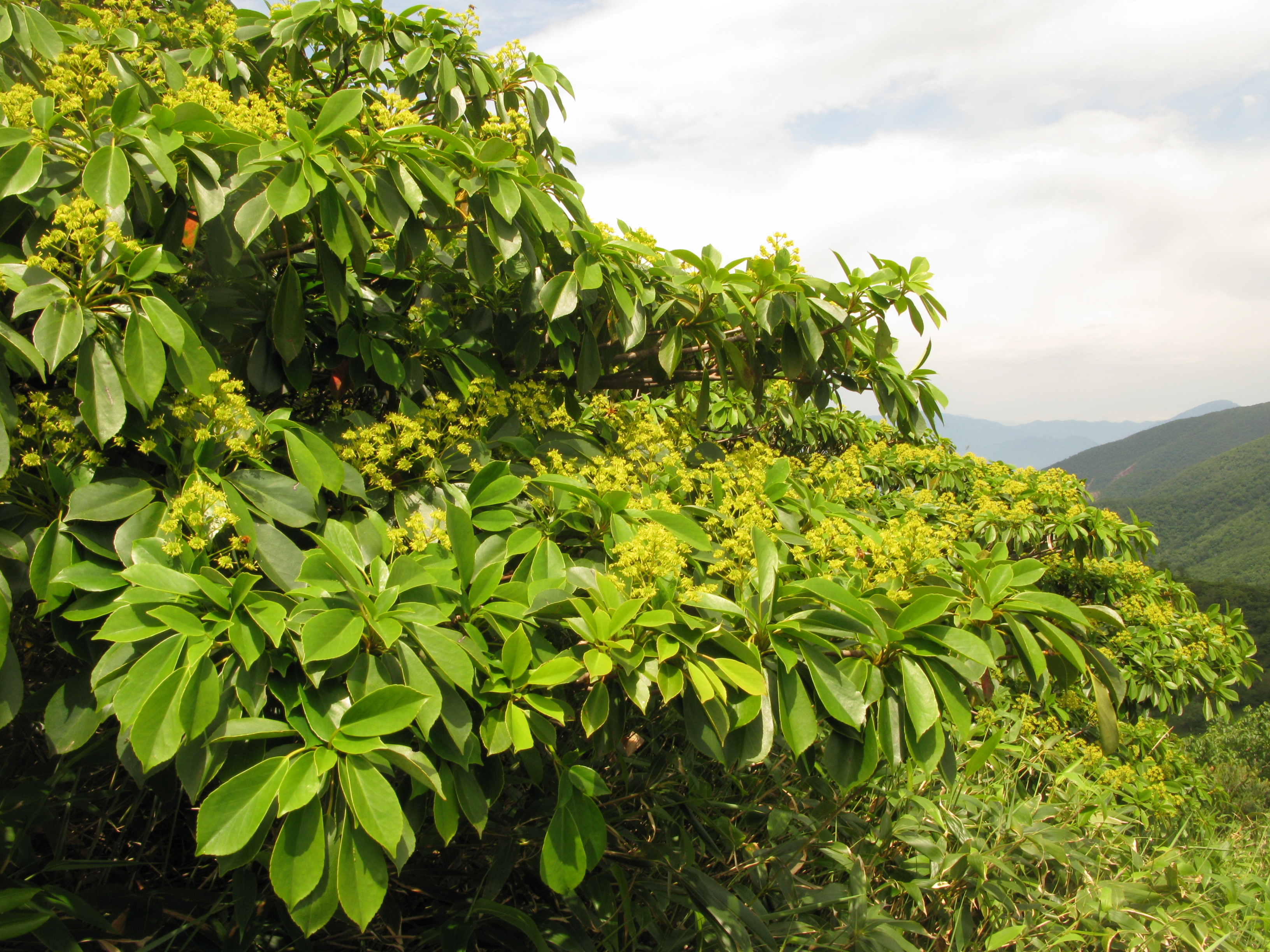 Trochodendron_aralioides