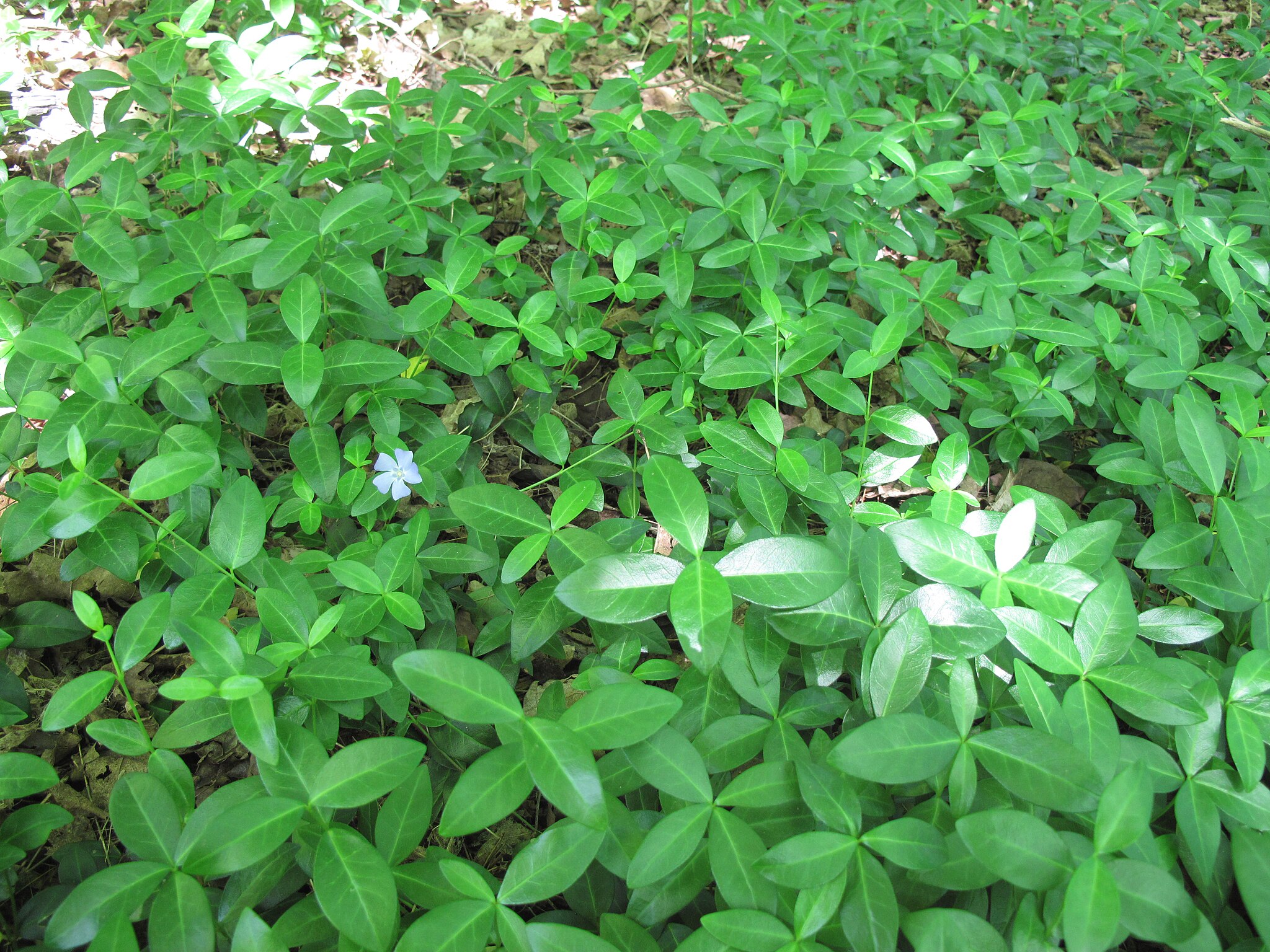 Vinca_minor