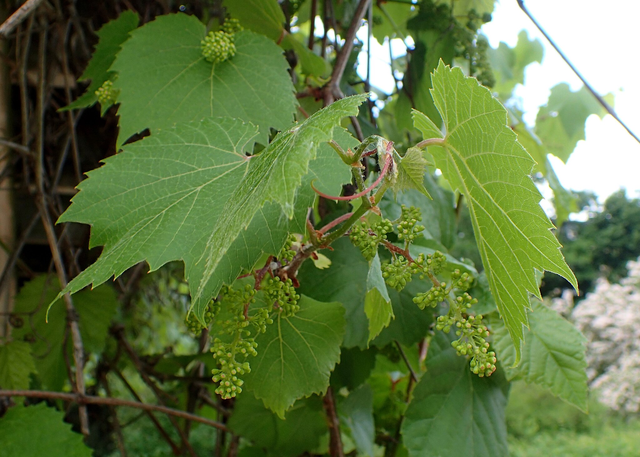Vitis_amurensis