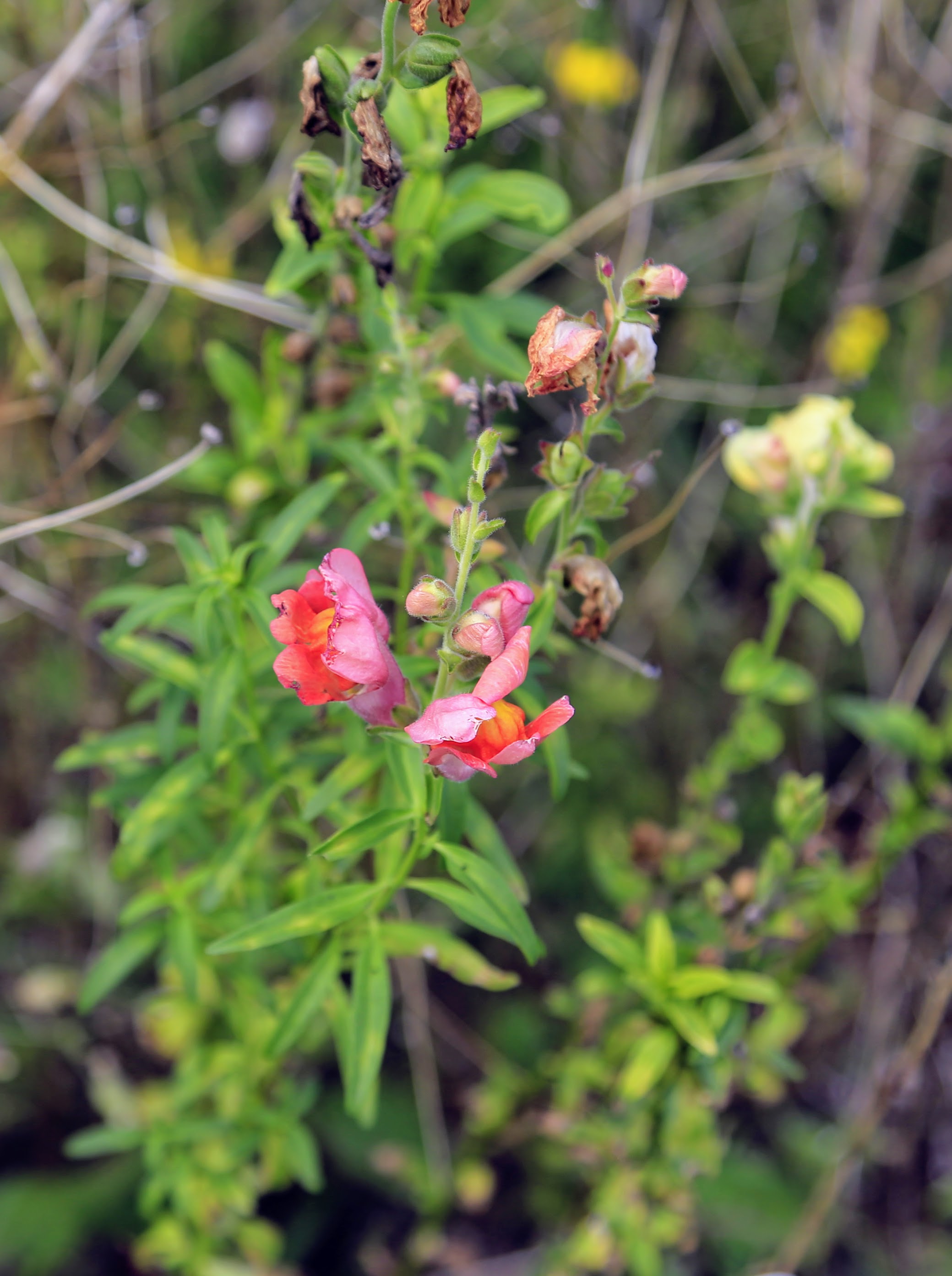 Antirrhinum_majus