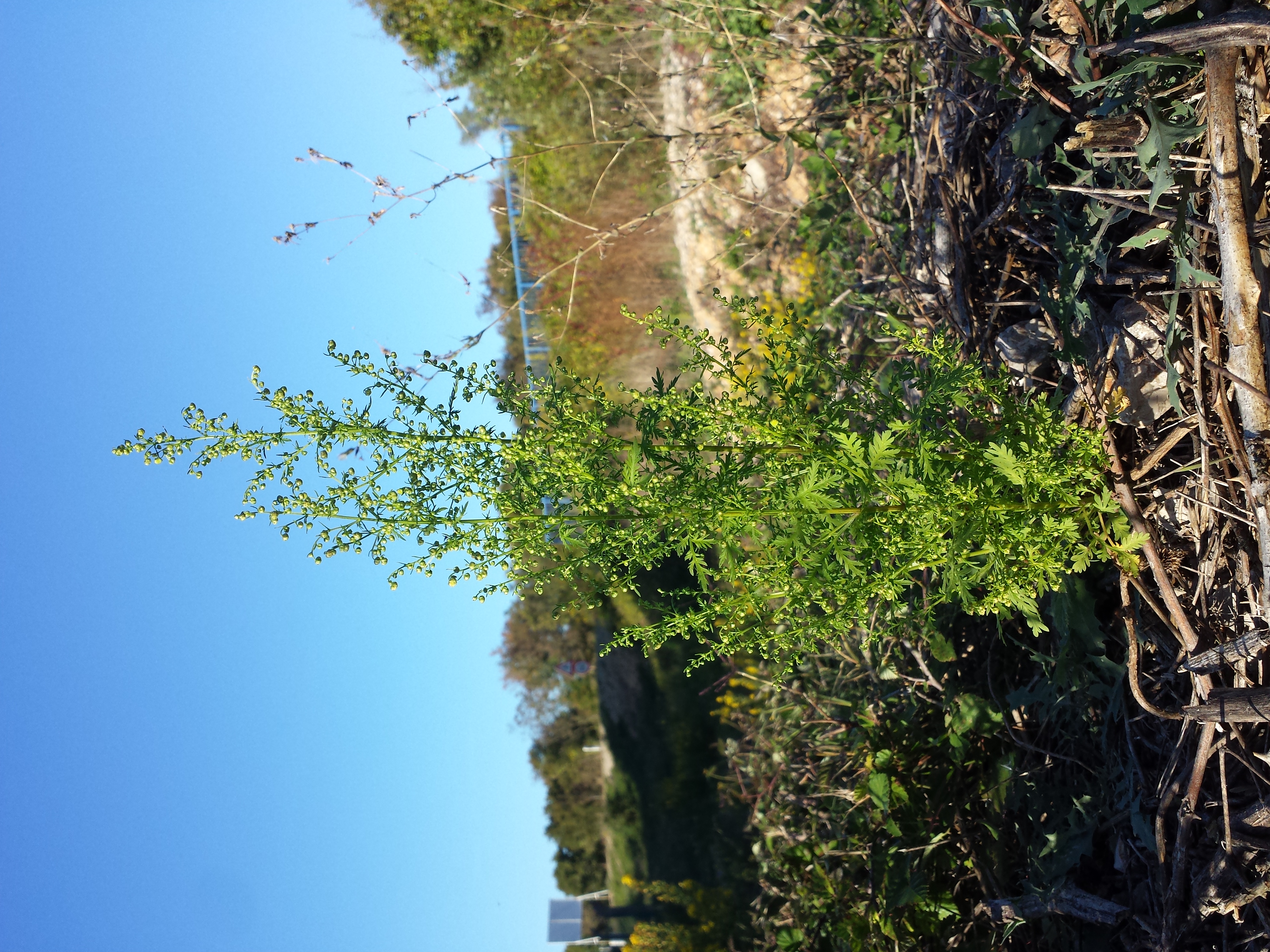 Artemisia_annua