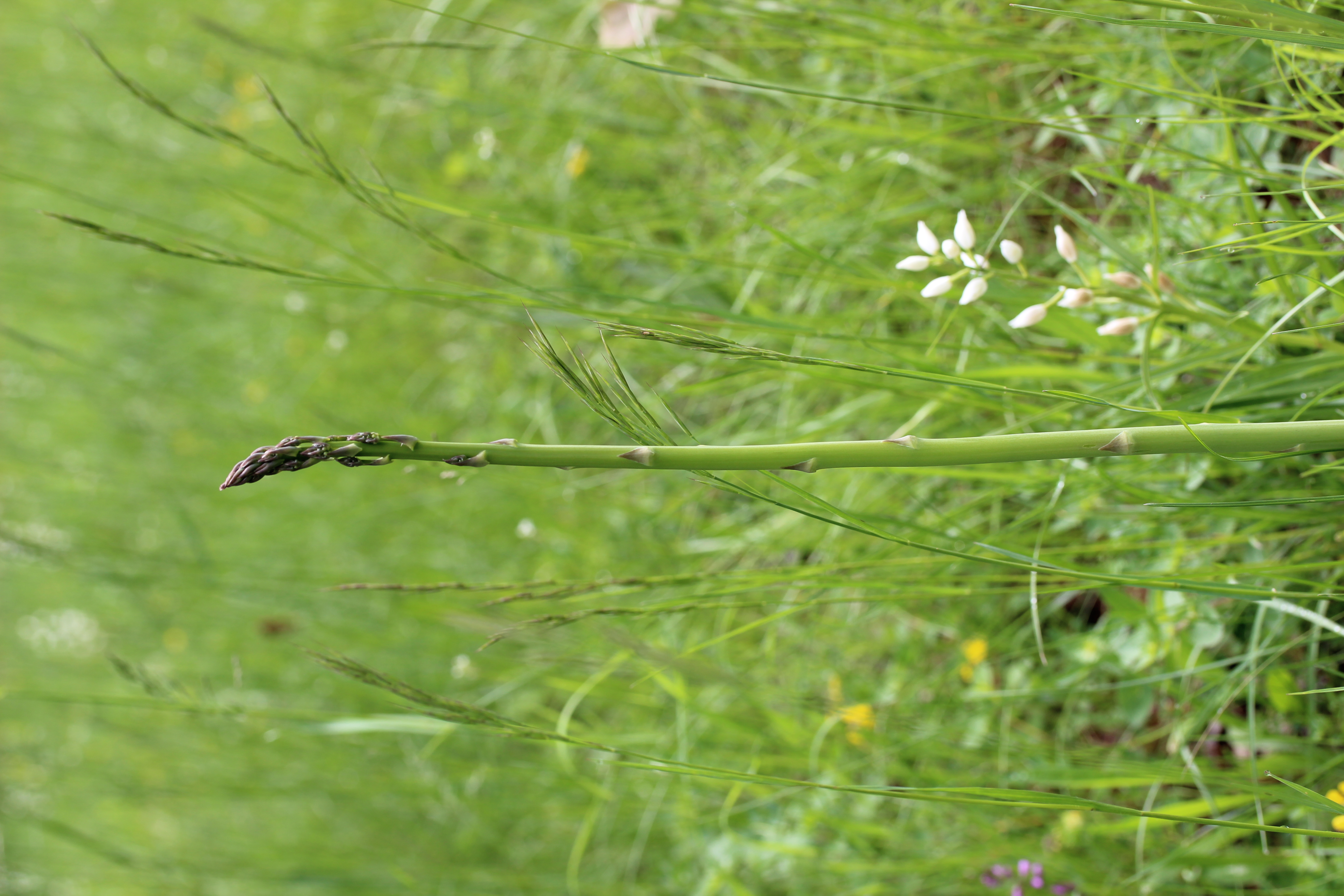 Asparagus_officinalis