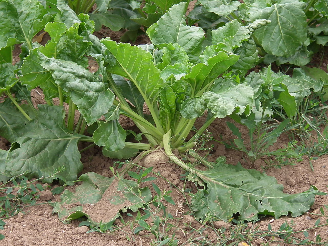 Beta_vulgaris