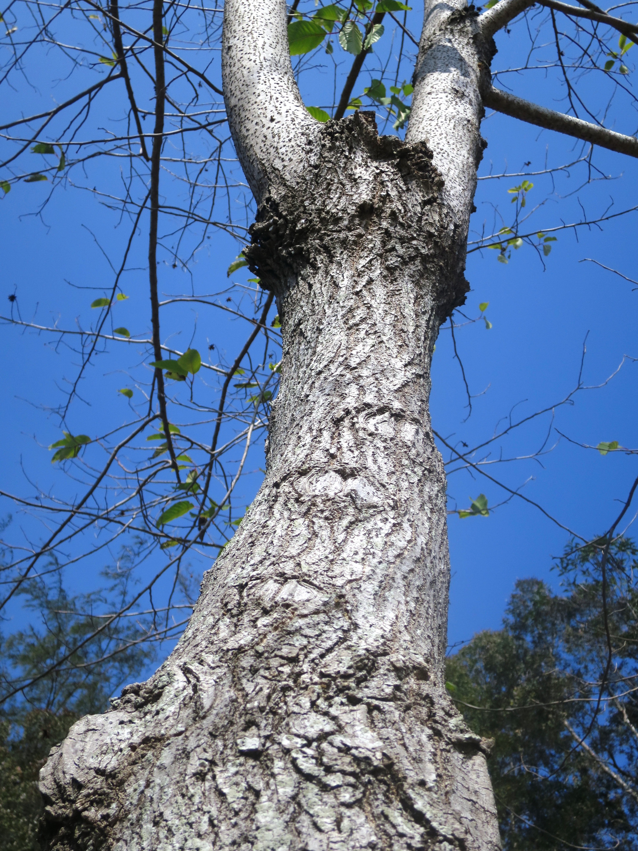 Camptotheca_acuminata